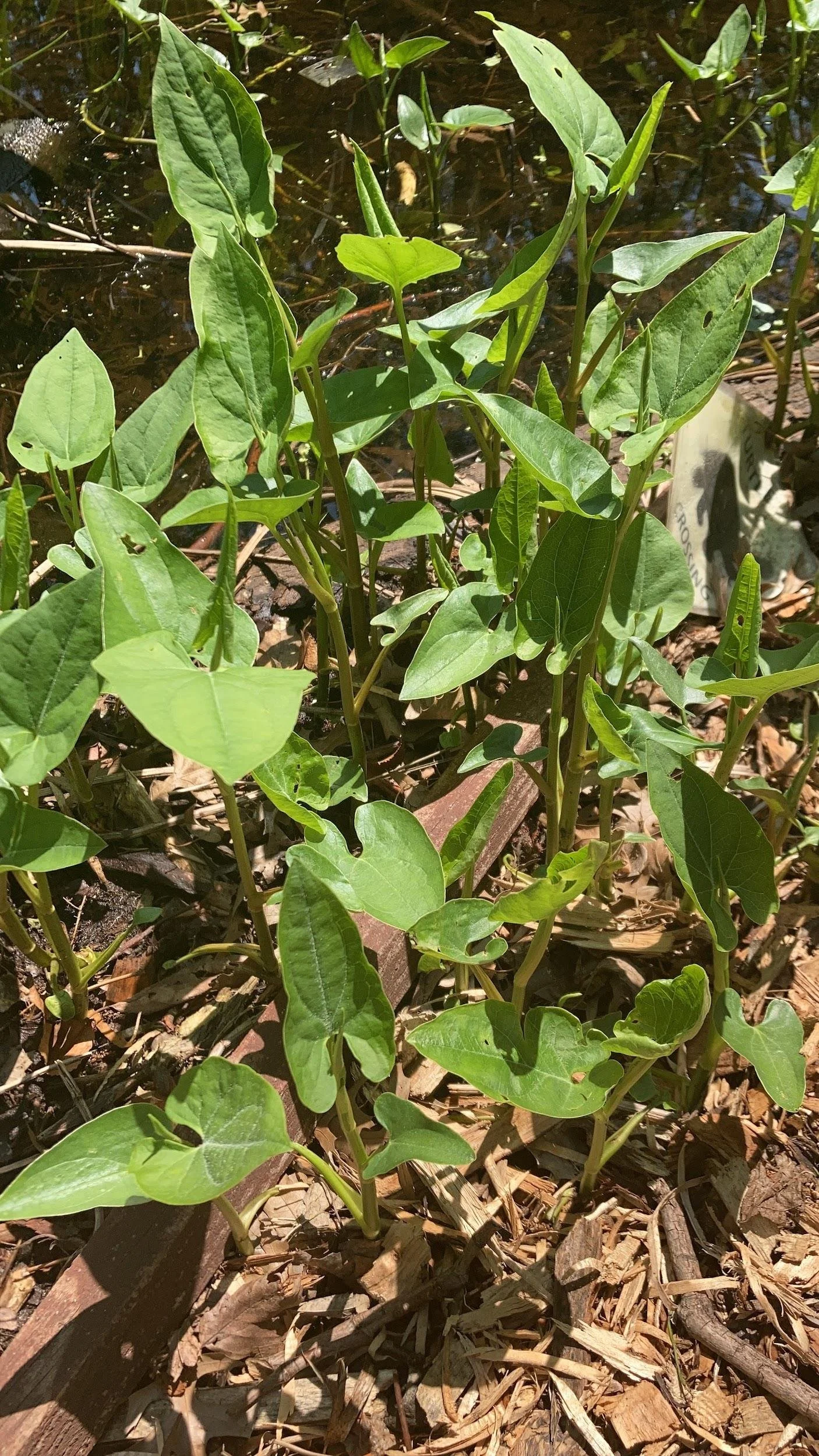 Lizards tail  (Saururus cernuus)