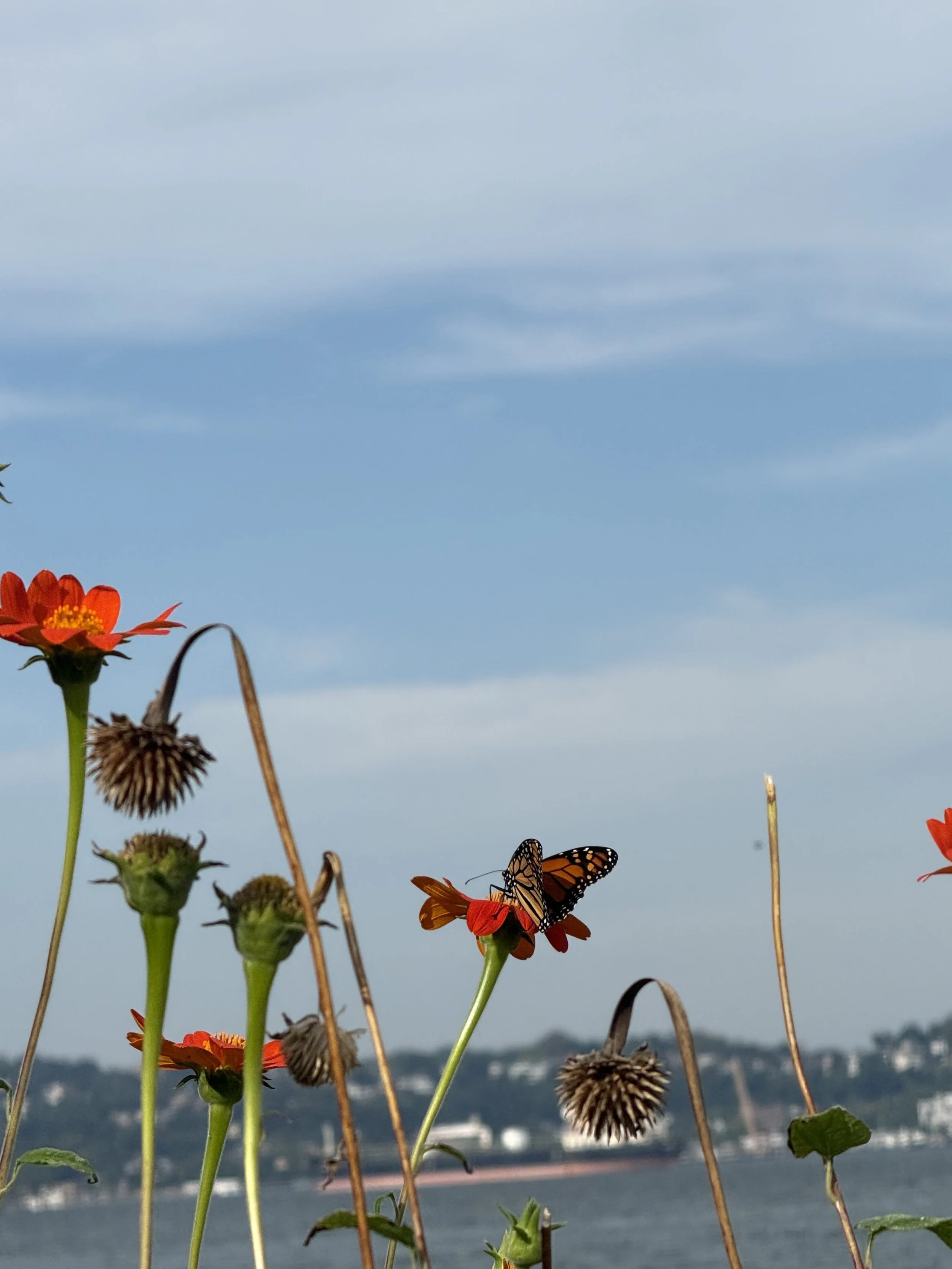 Monarch overlooking the Bay