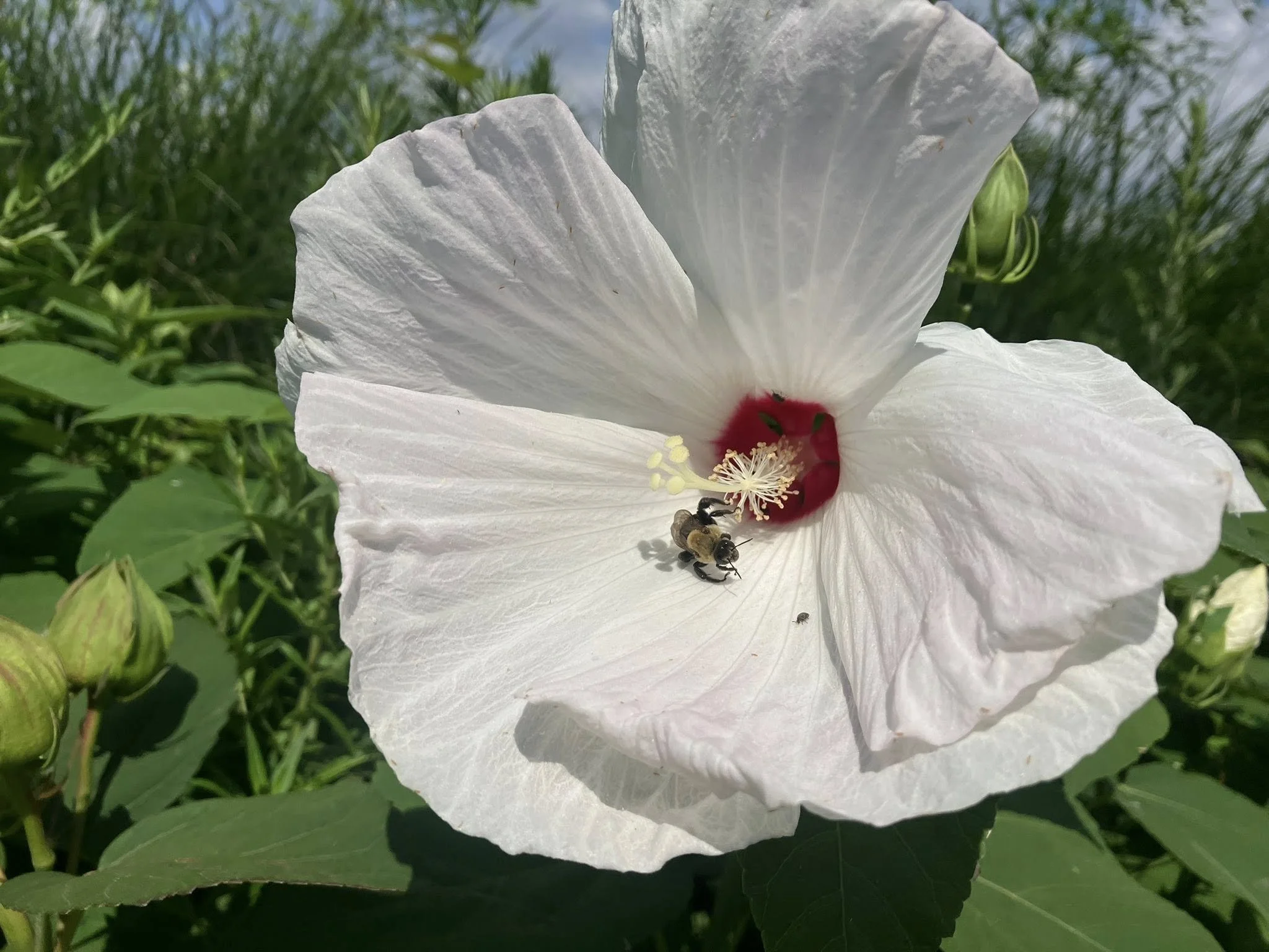 Swamp Rose Mallow (Hibiscus moscheutos) 