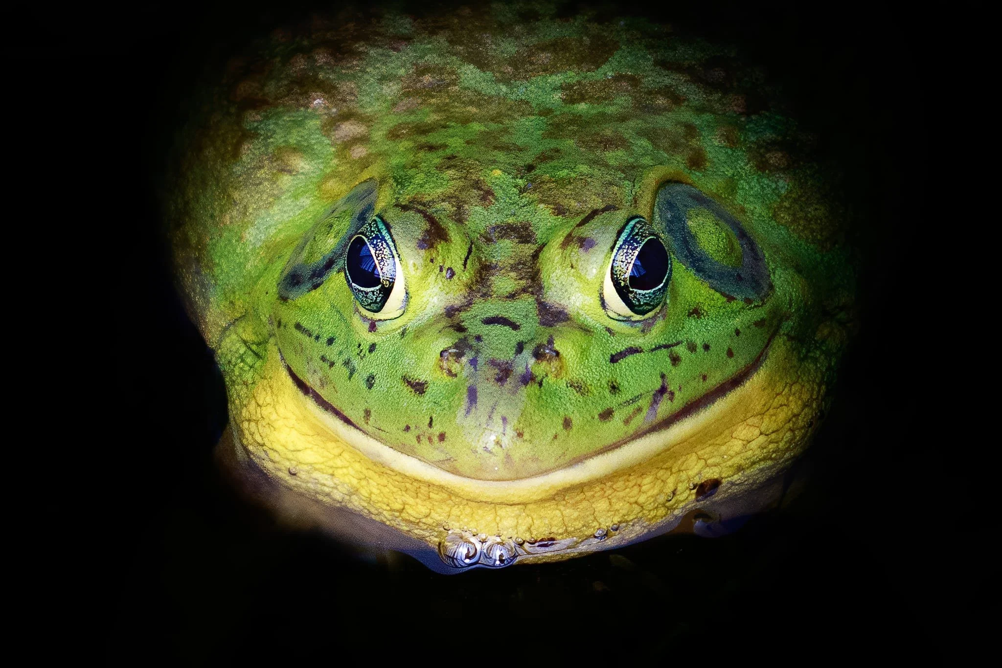 American Bullfrog (Lithobates catesbeianus)