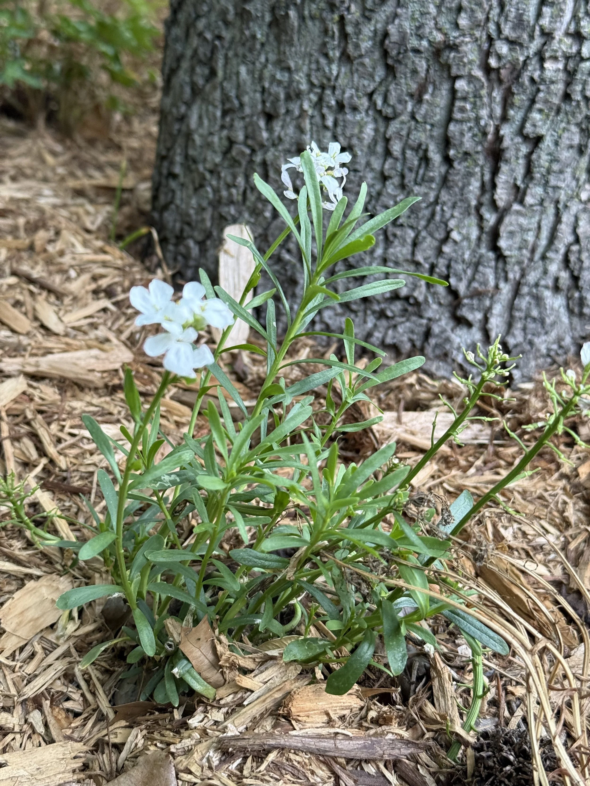 Candytuft (Iberis sempervirens)