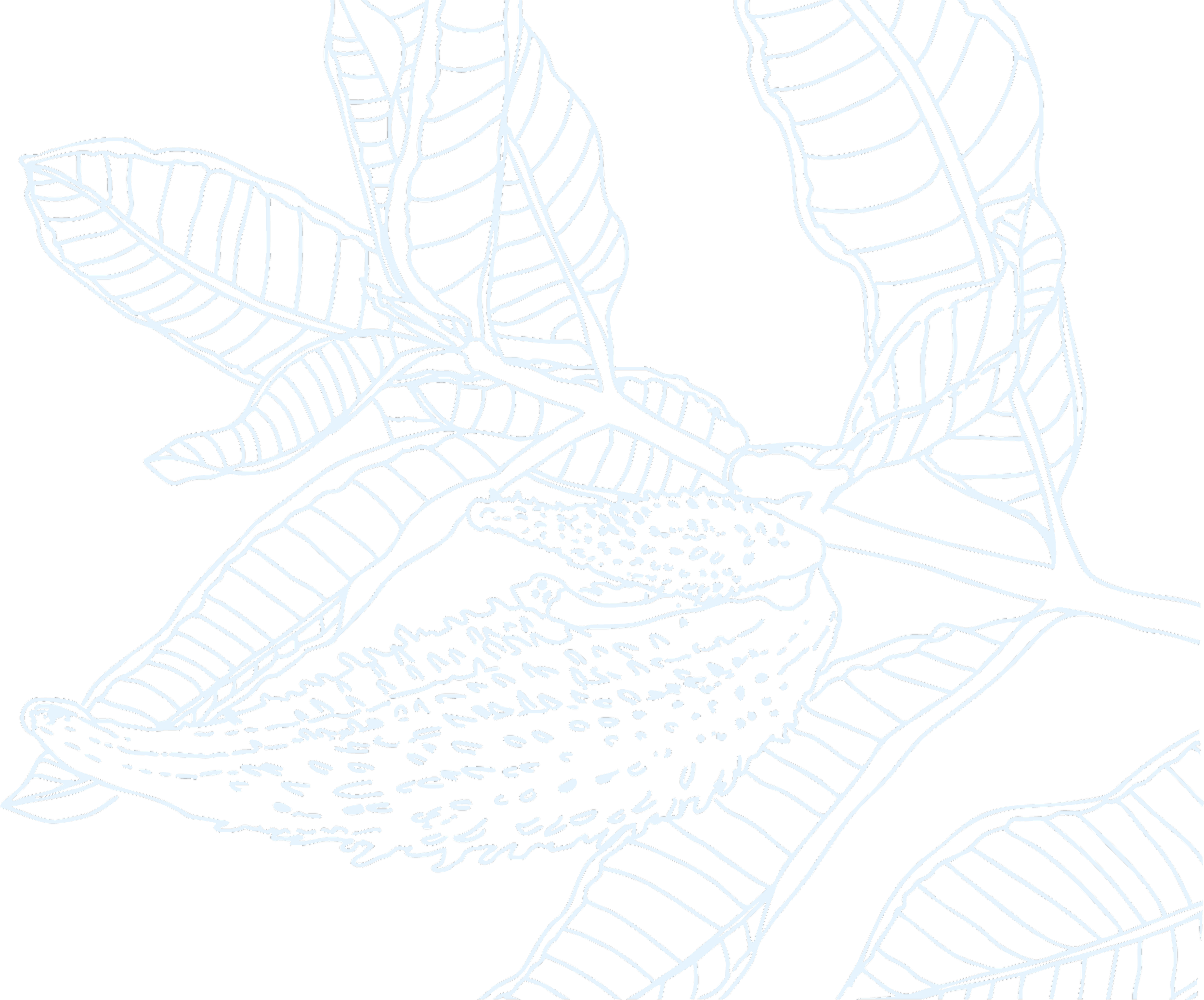 Outline drawing of tropical leaves and a flower on a black background.