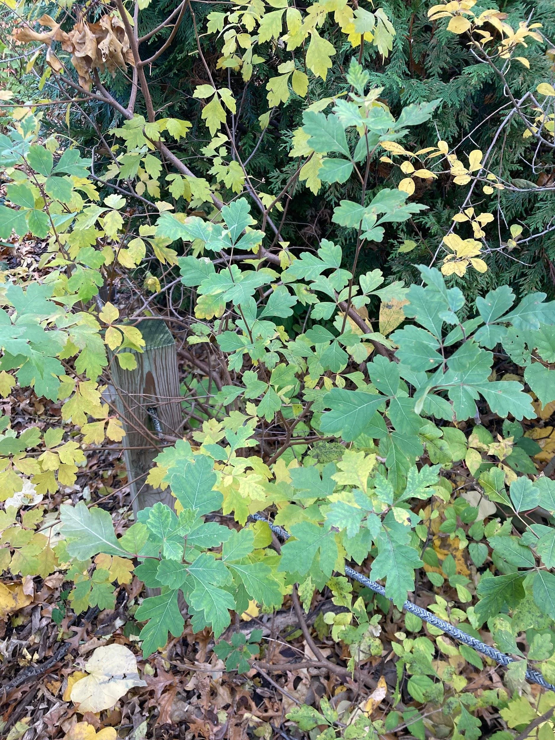 Fragrant sumac (Rhus aromatica)