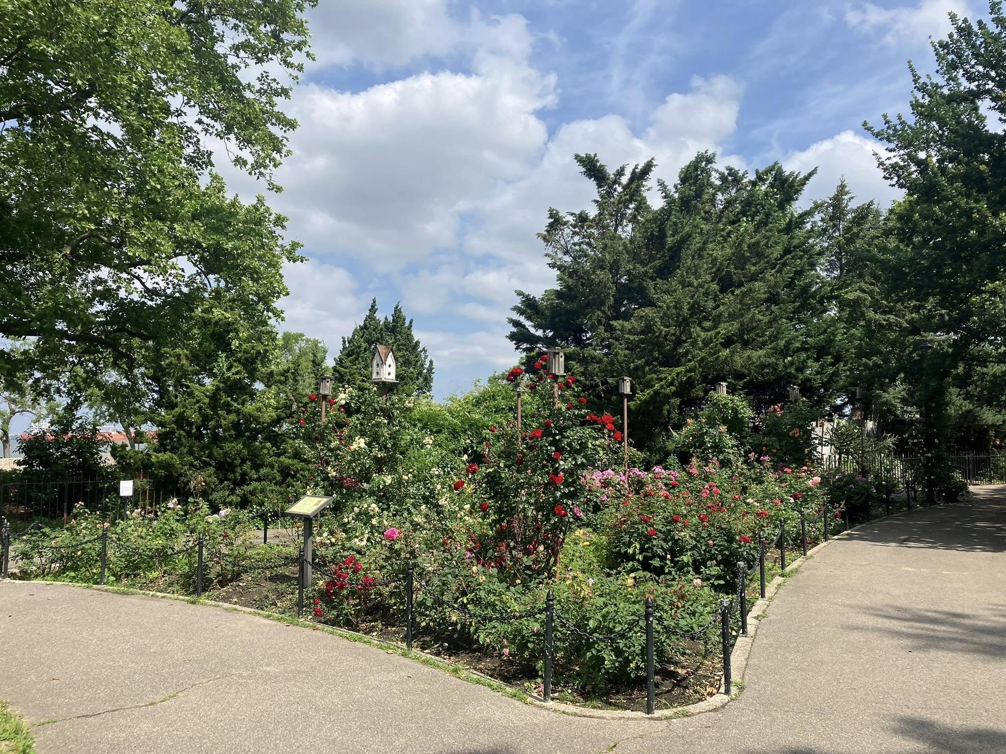 Joan Regan Modern Rose Garden