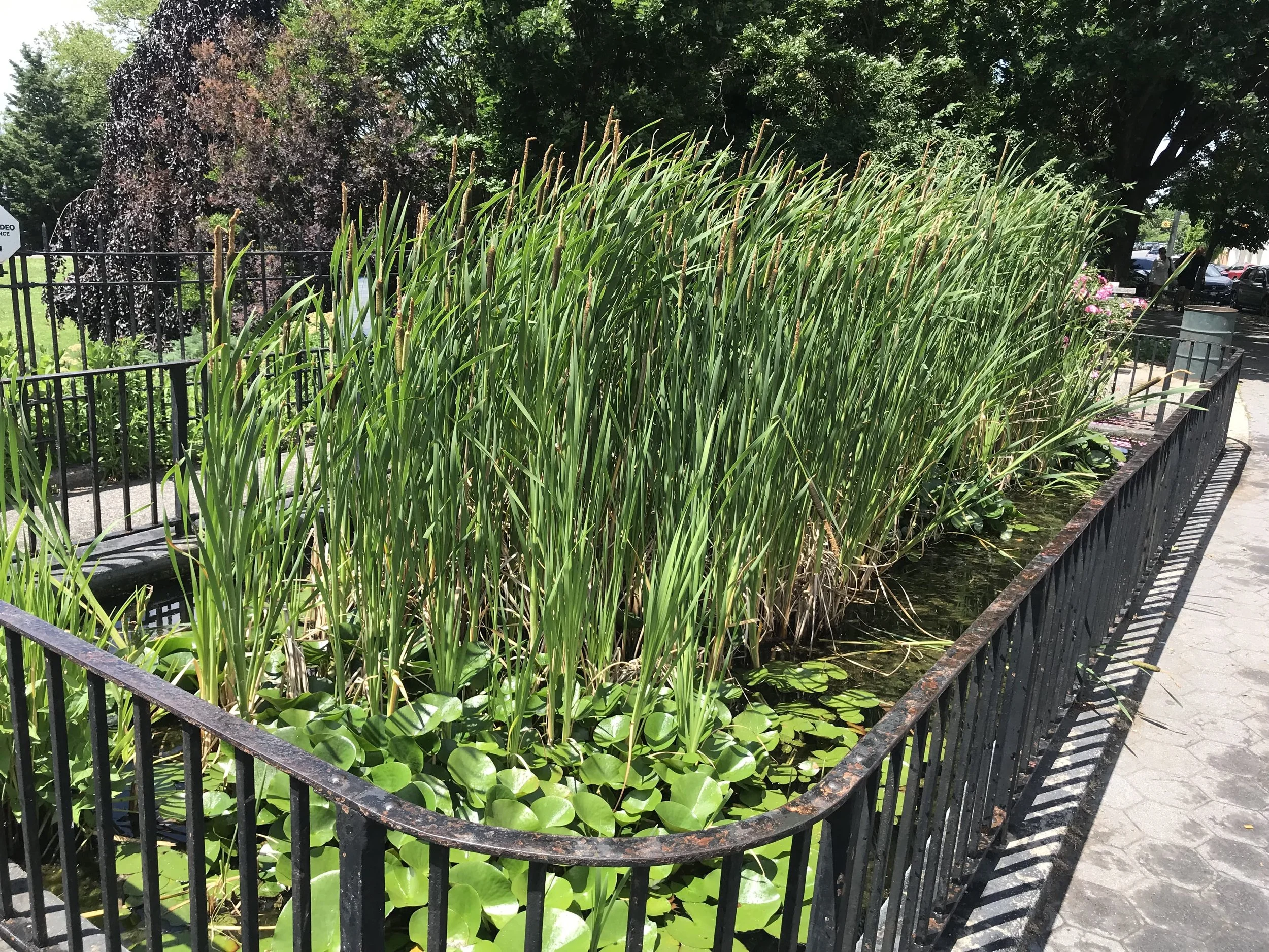 Lily Pond