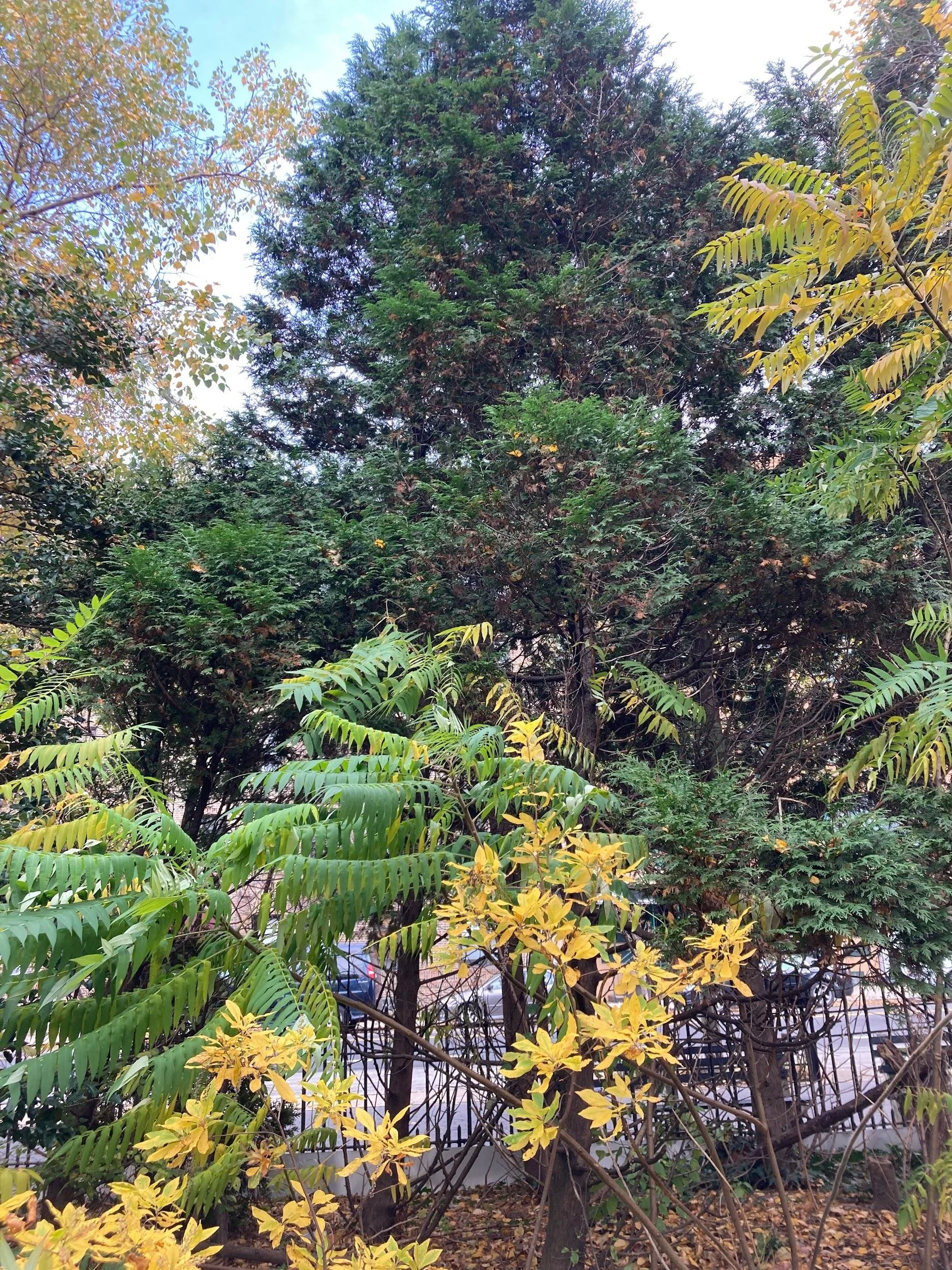 Western red cedar (Thuja plicata)