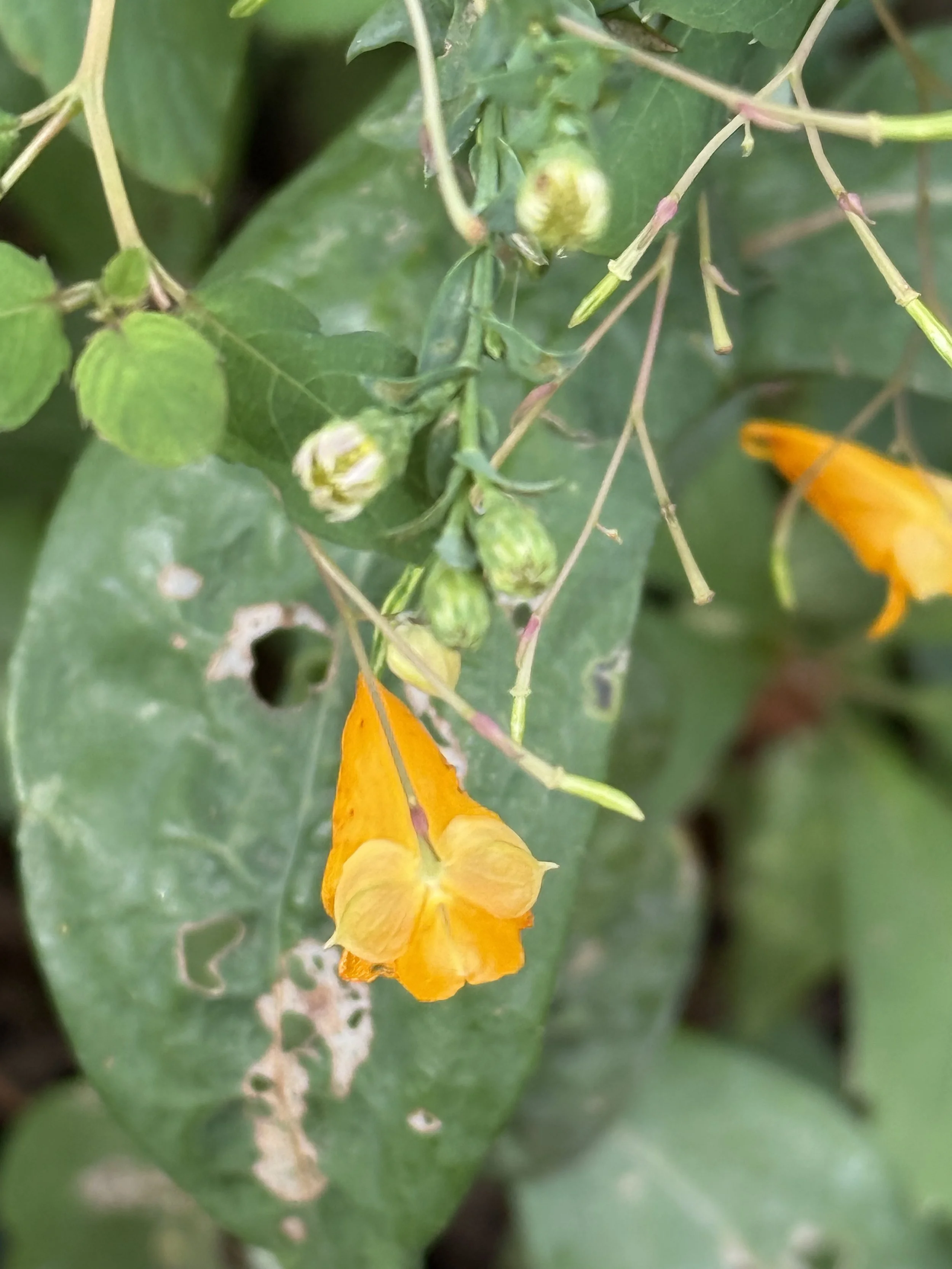 Jewelweed (Impatiens capensis)