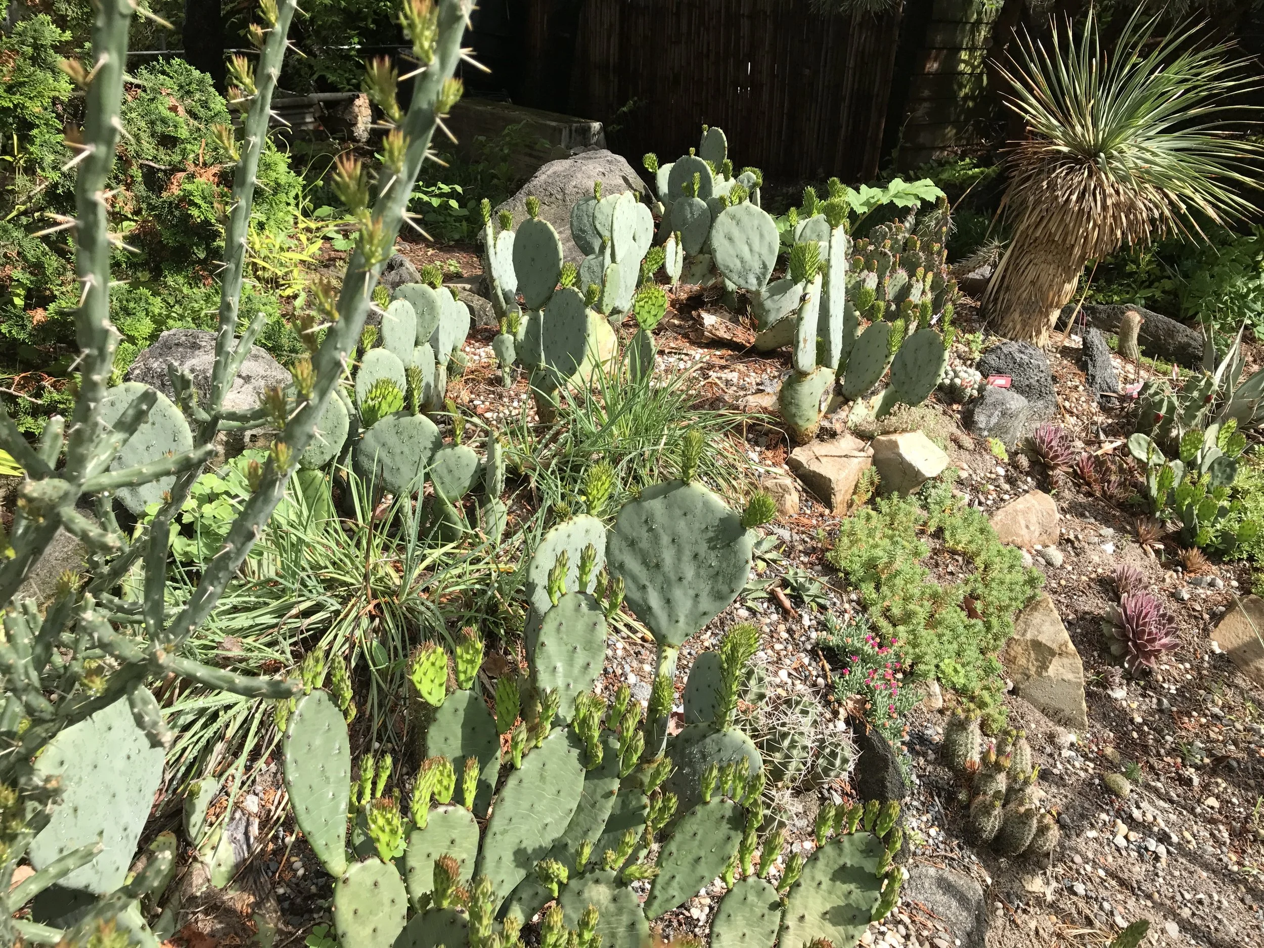 Hardy Cactus and Succulent Garden