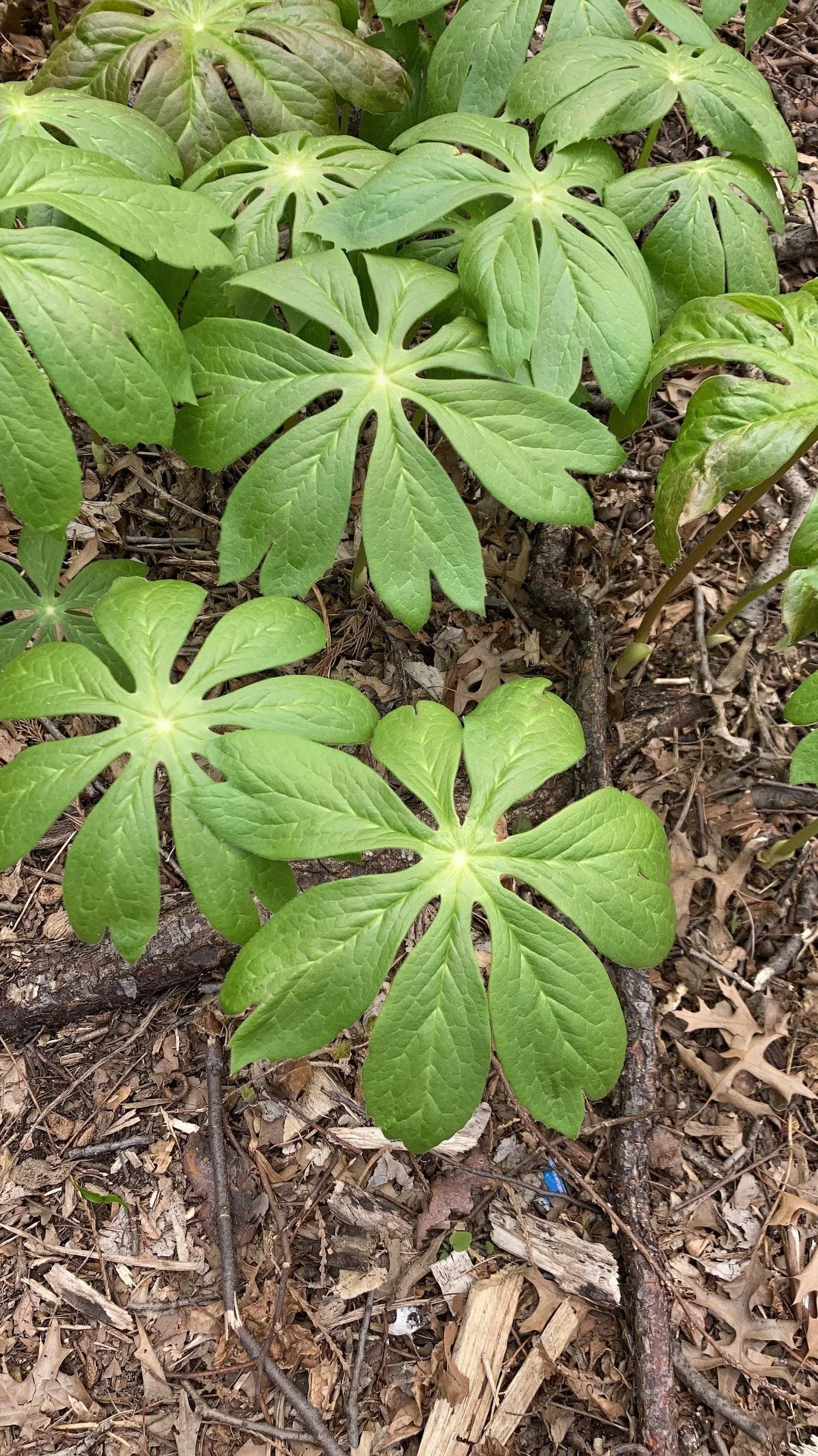 Mayapple (Podophyllum peltatum)