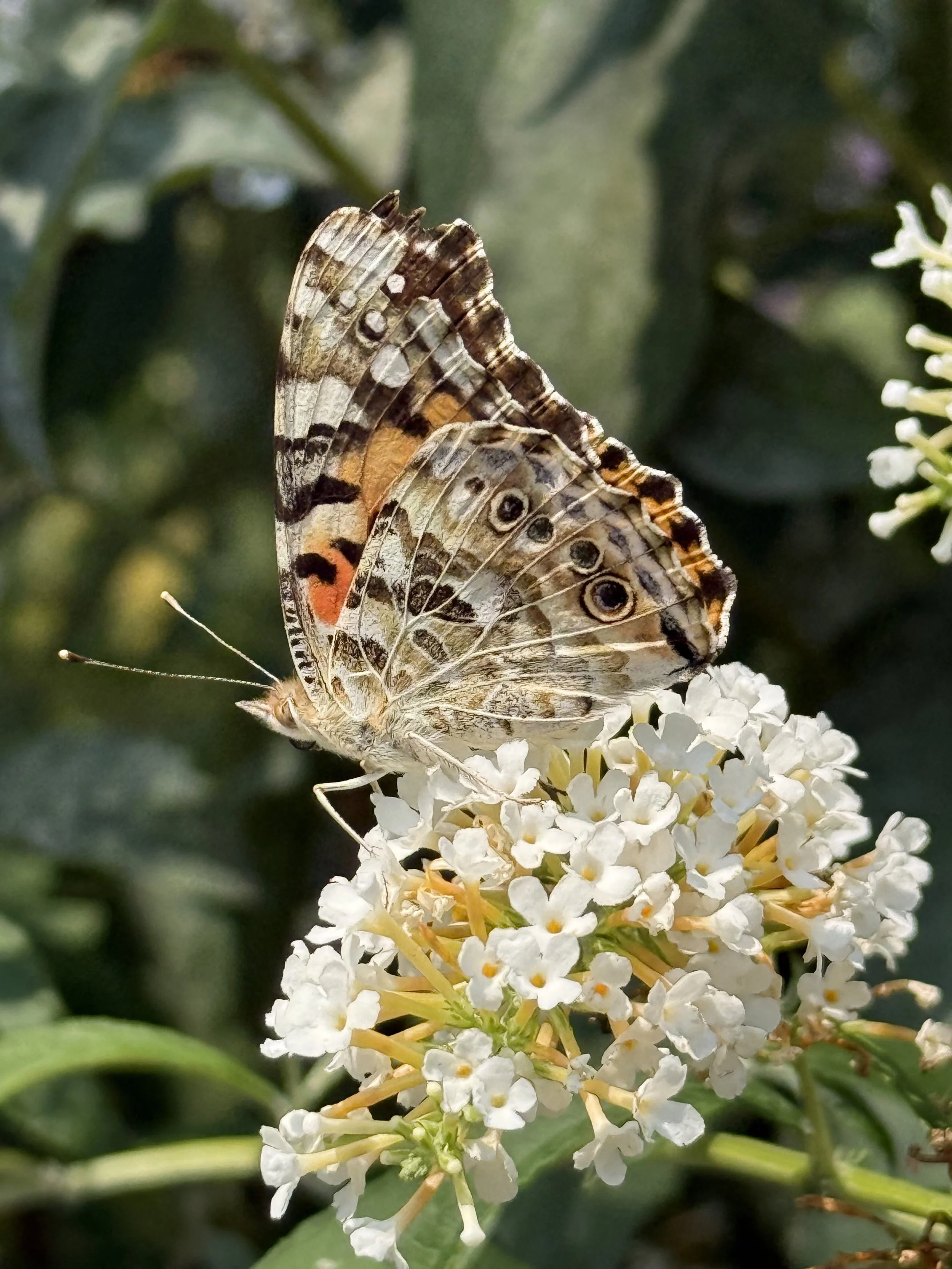 Painted Lady butterfly