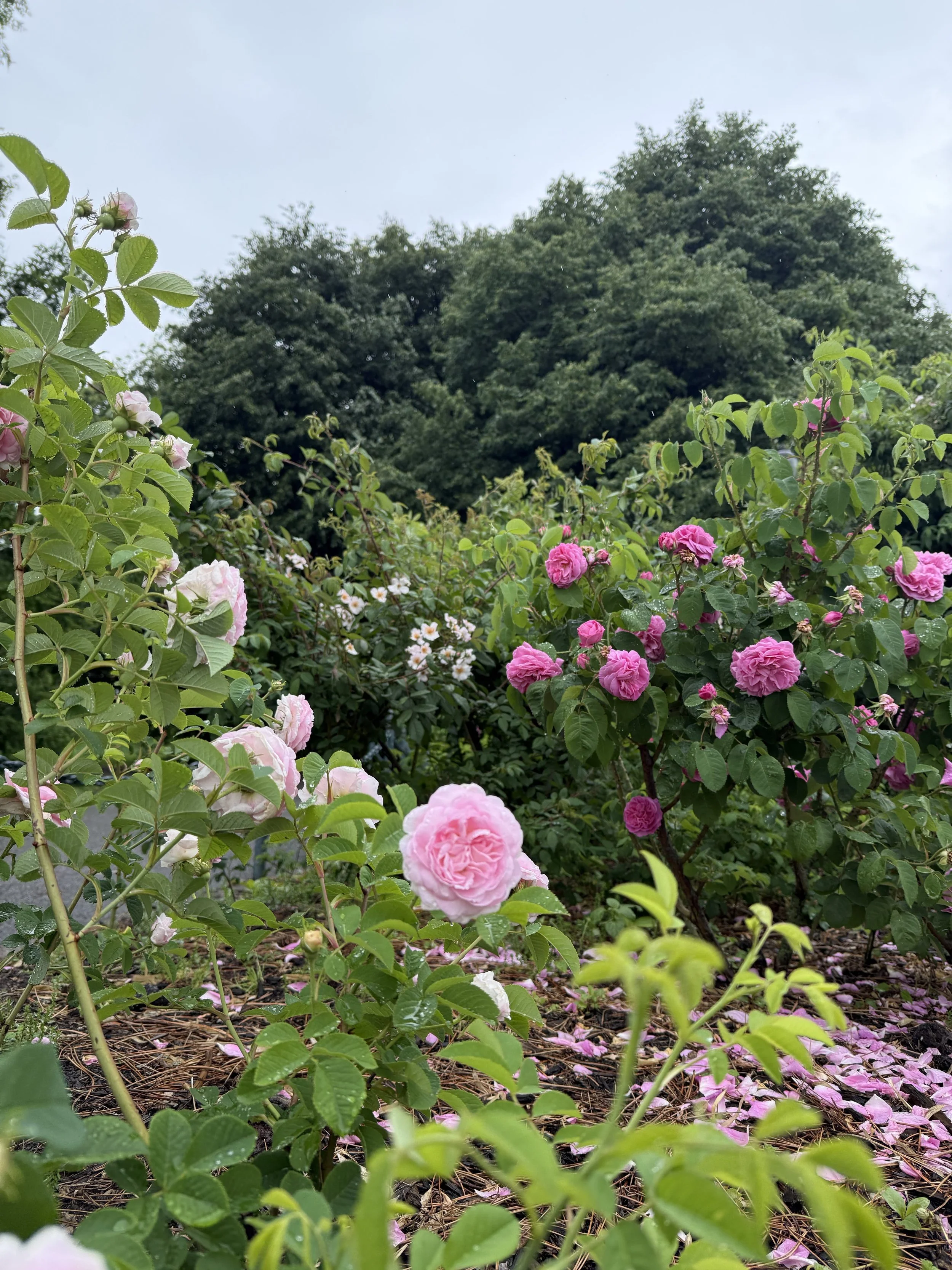 Allan’s Old Rose Garden in bloom
