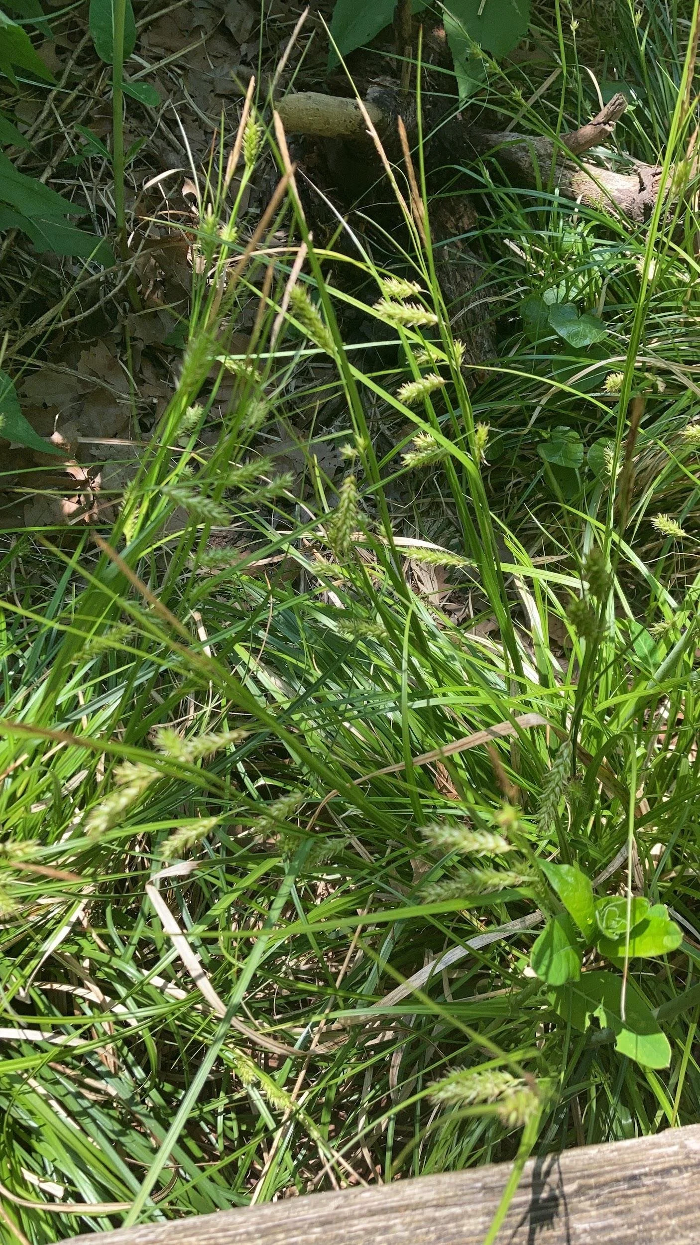 Cherokee sedge (Carex cherokeensis)