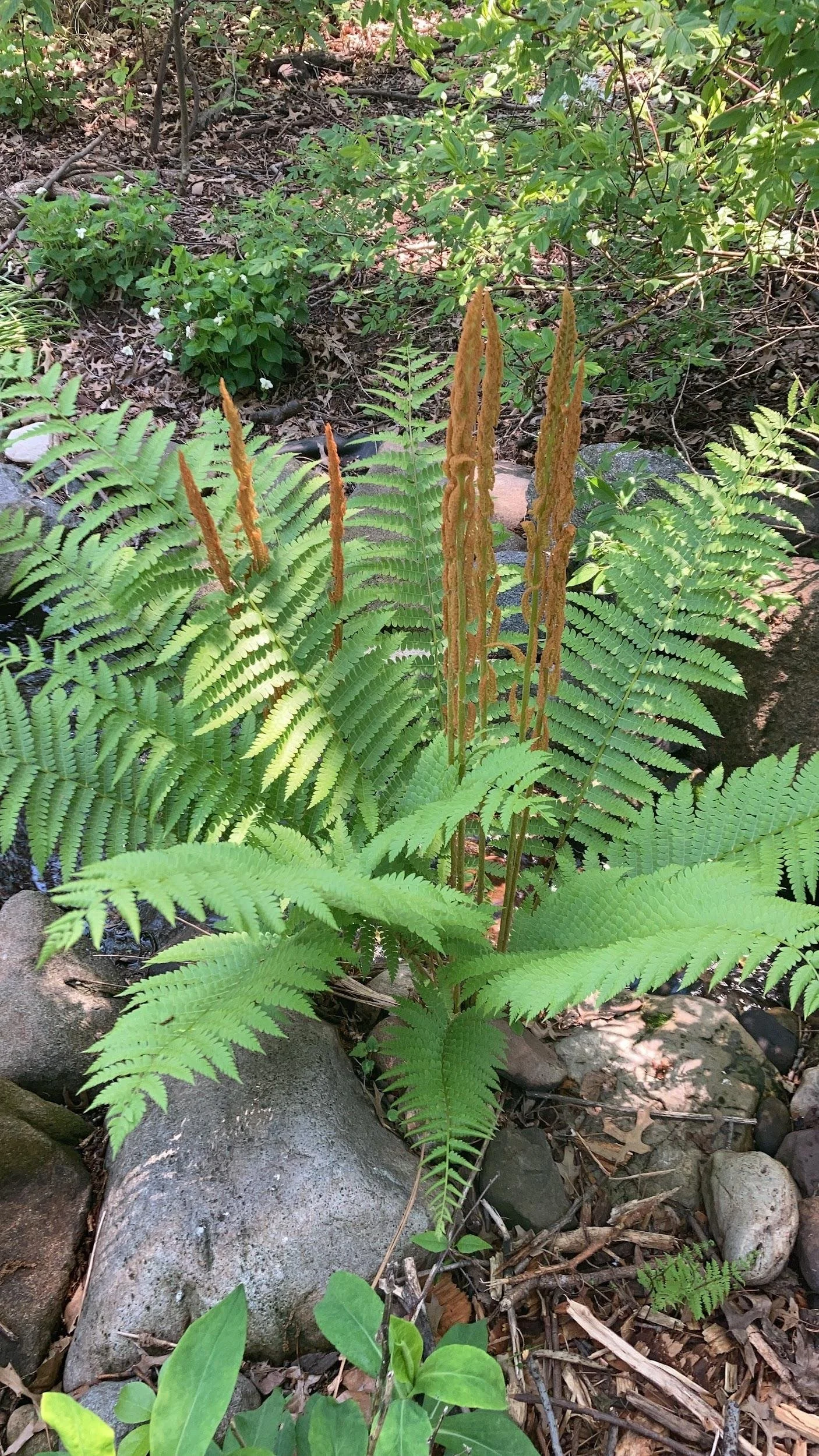 Cinnamon fern (Osmundastrum cinnamomeum)