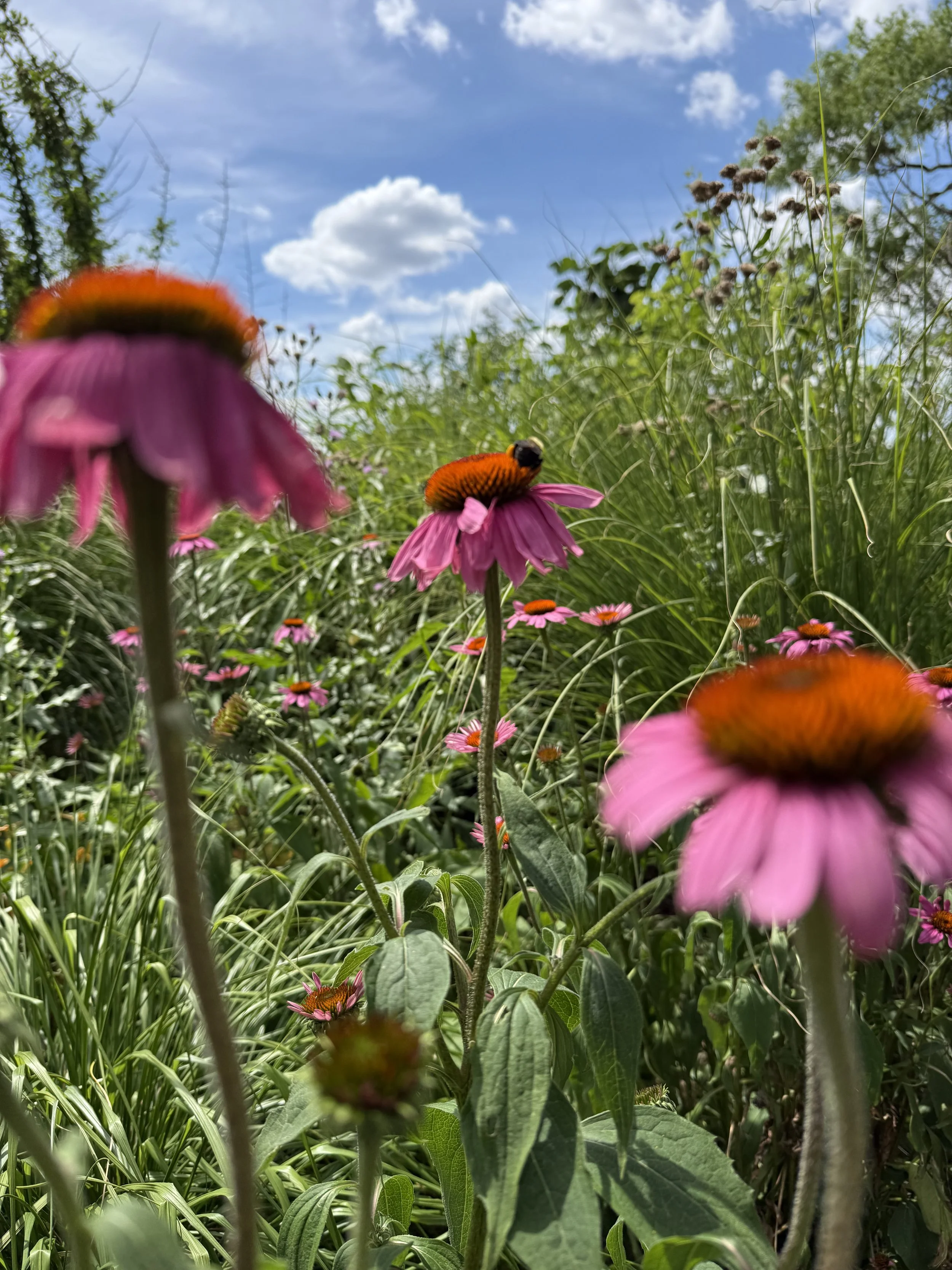 purple coneflower in a field