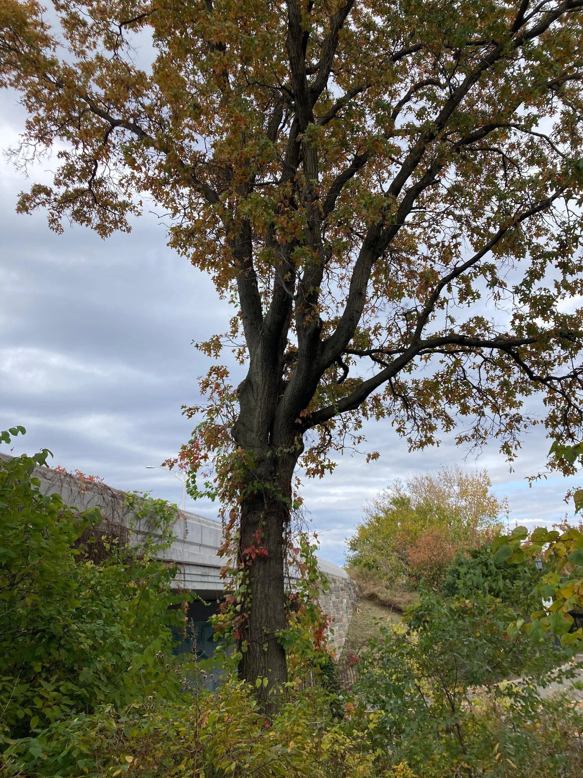 Old oak with bittersweet vine (Celastrus scandens)