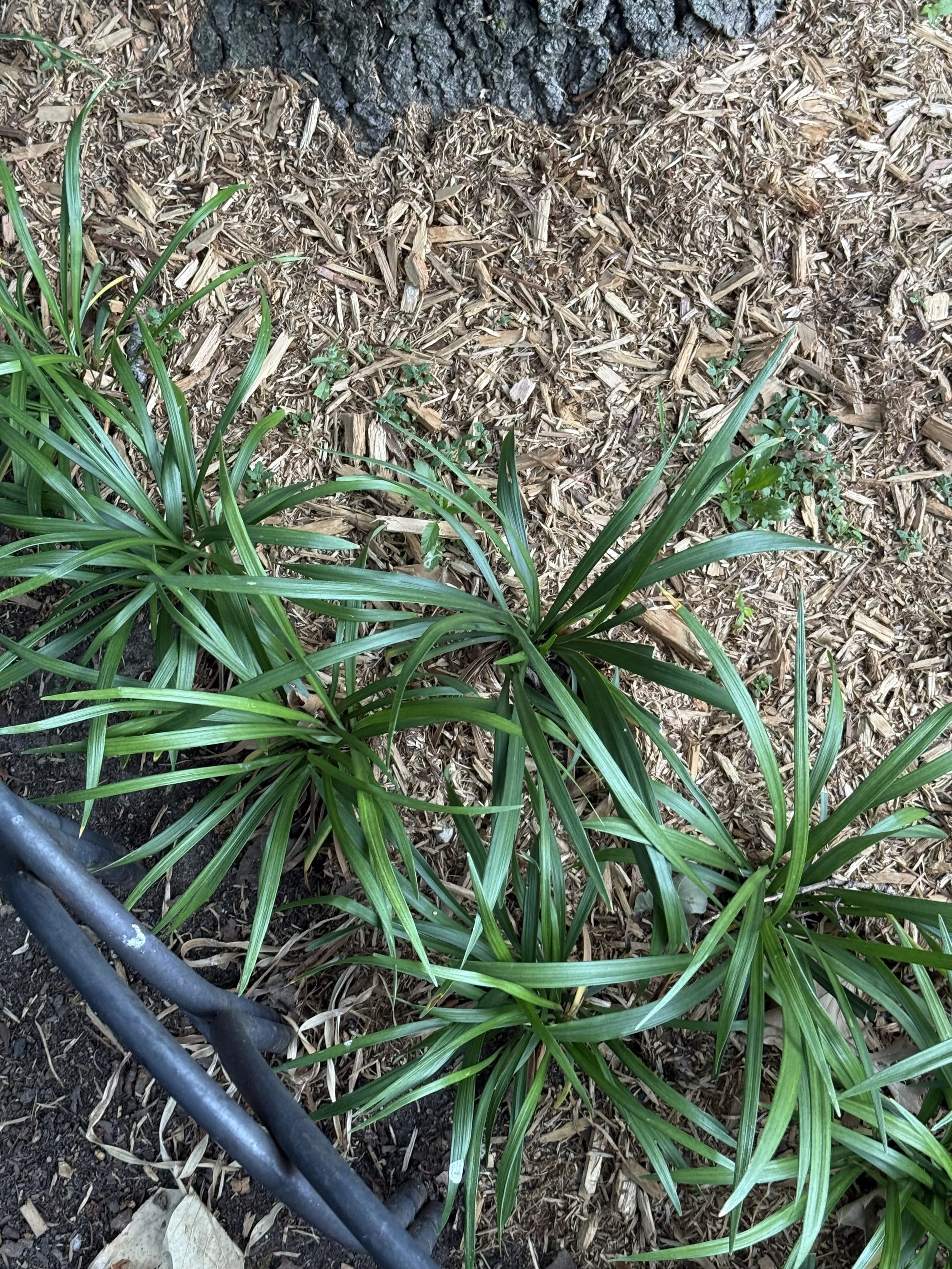 Lilyturf (Liriope muscari)