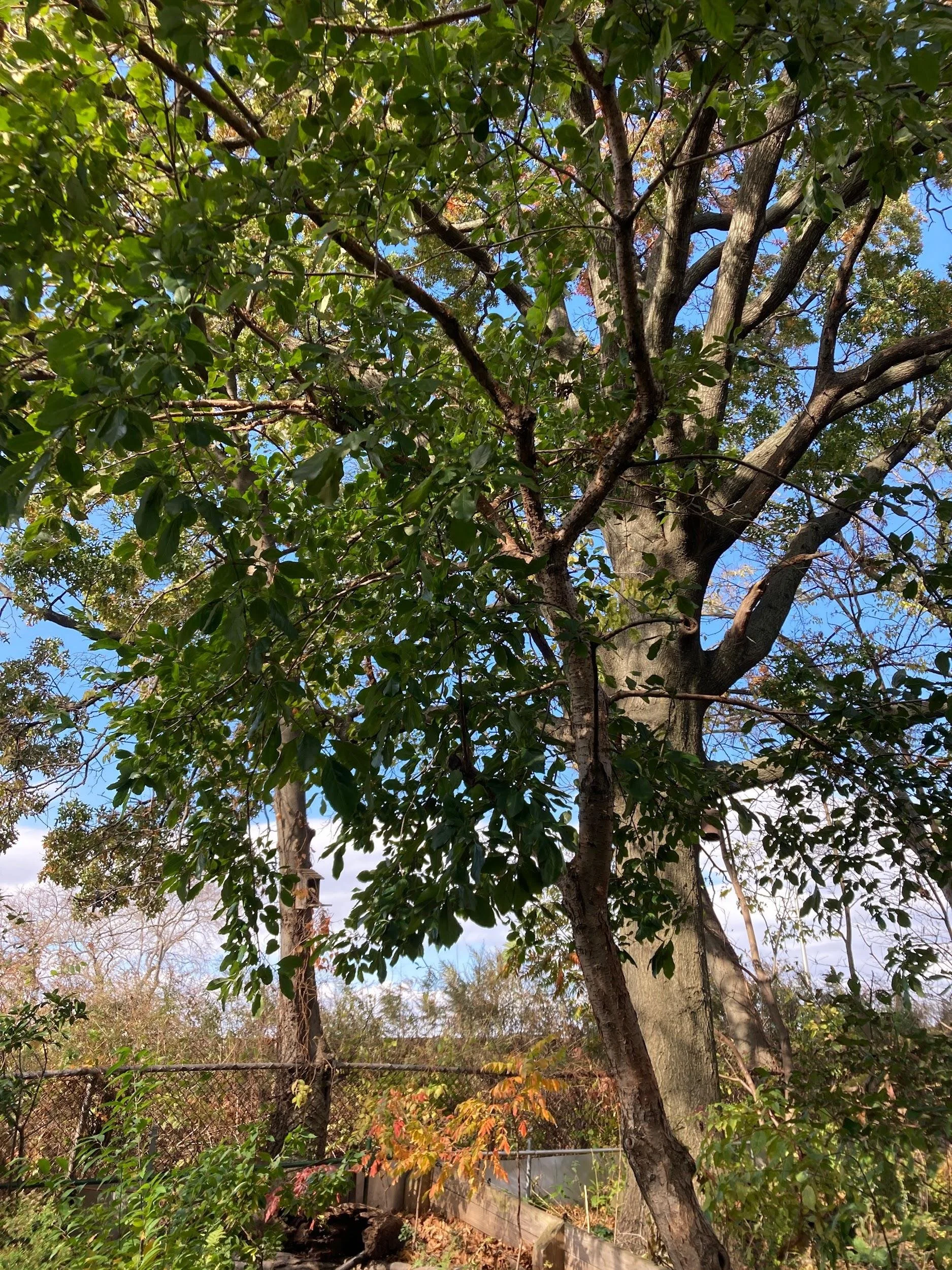 Fringe tree (Chionanthus virginicus)