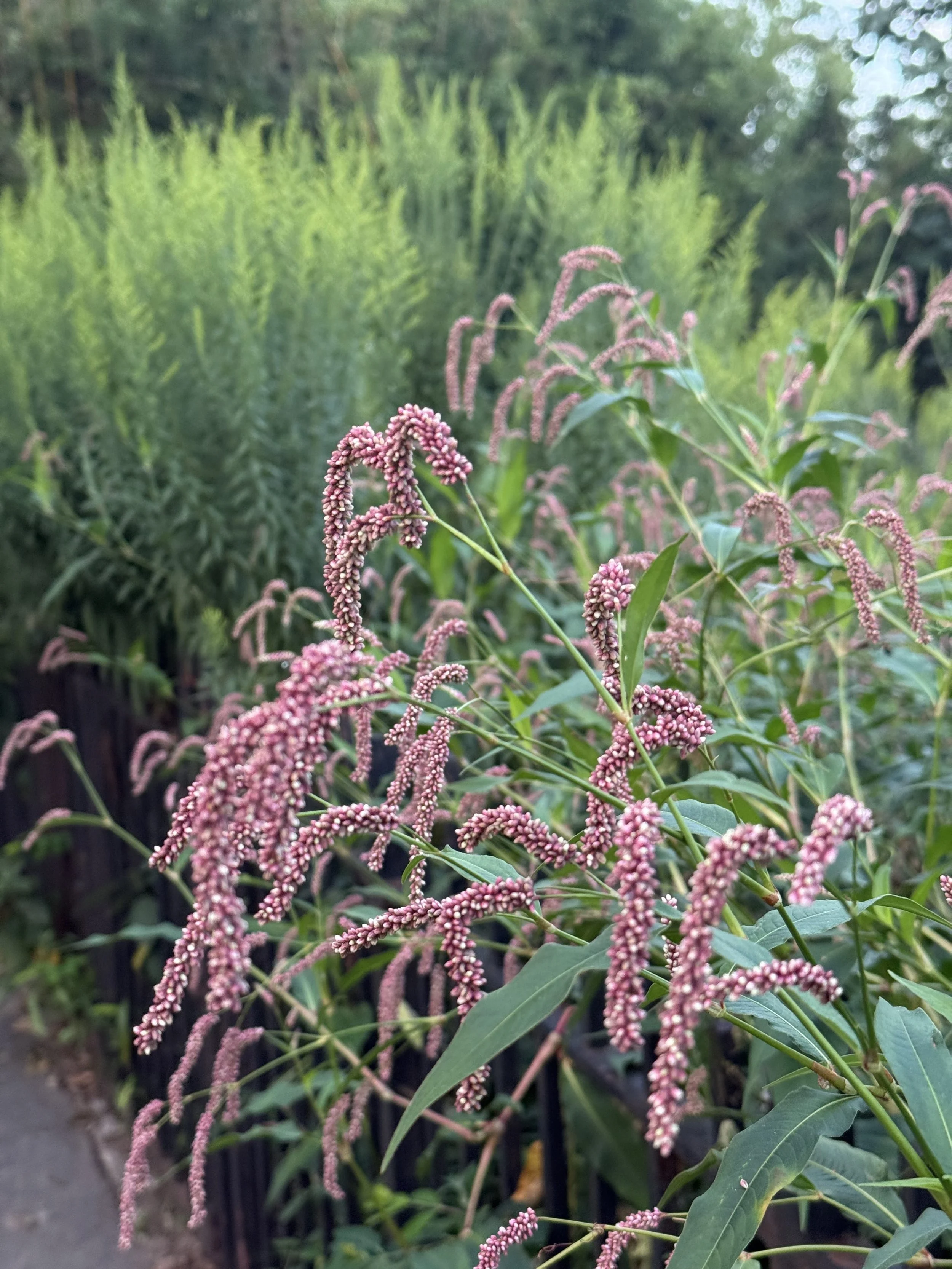 Persicaria in bloom in the Hillside Meadow 