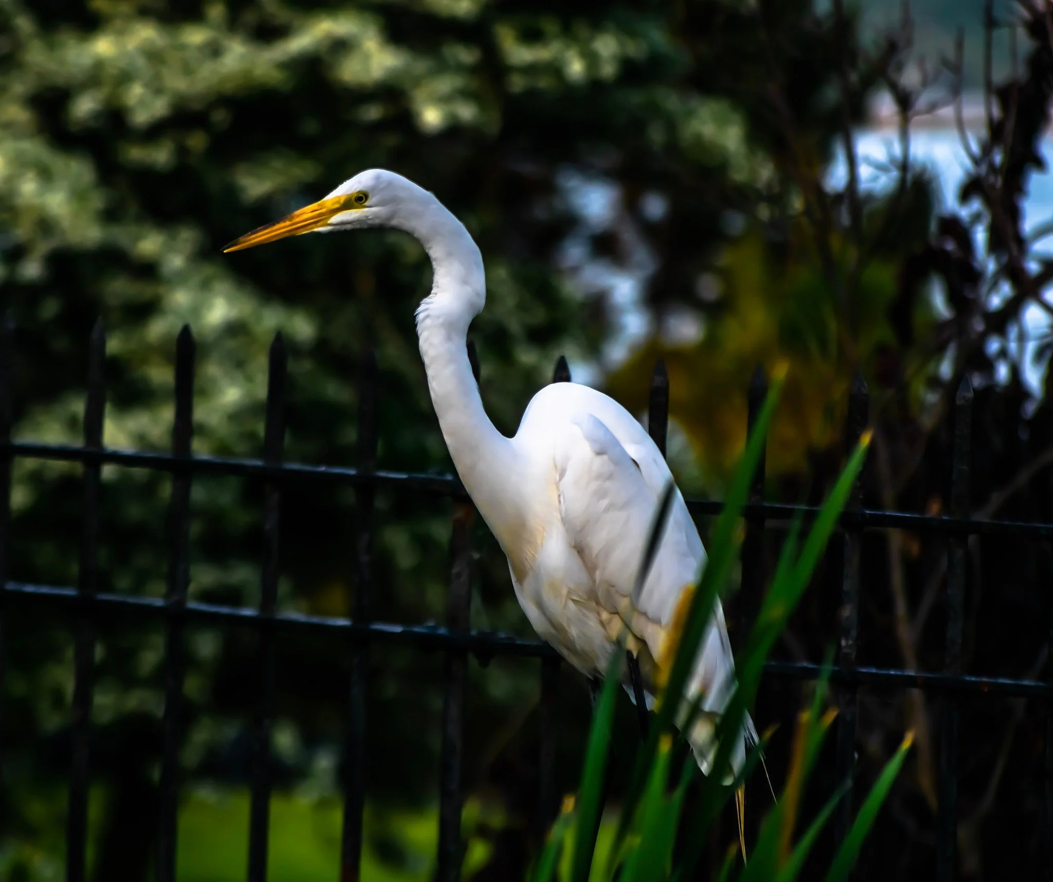 Great Egret (Ardea alba)