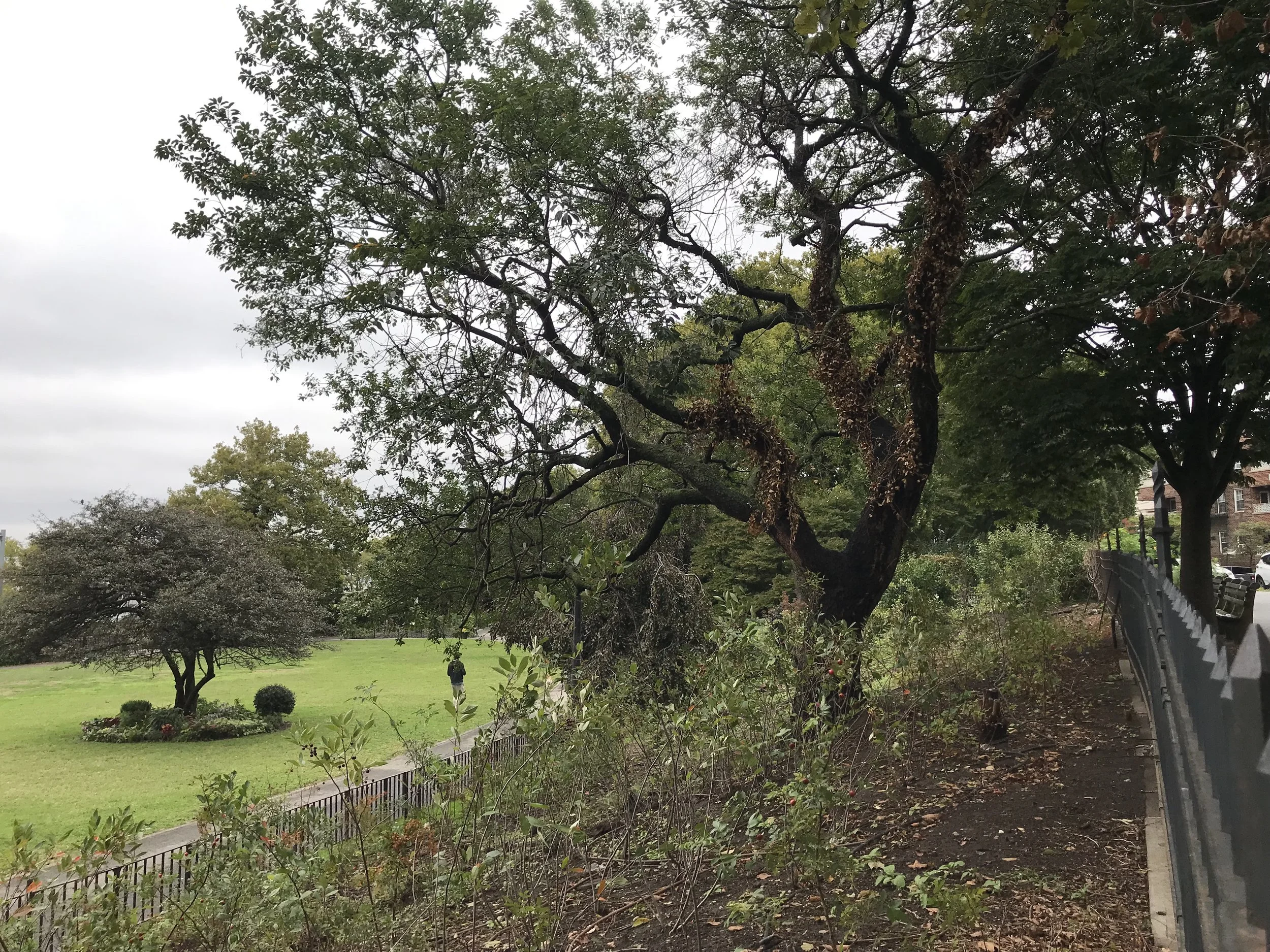 Volunteer planting shrubs in the Native garden