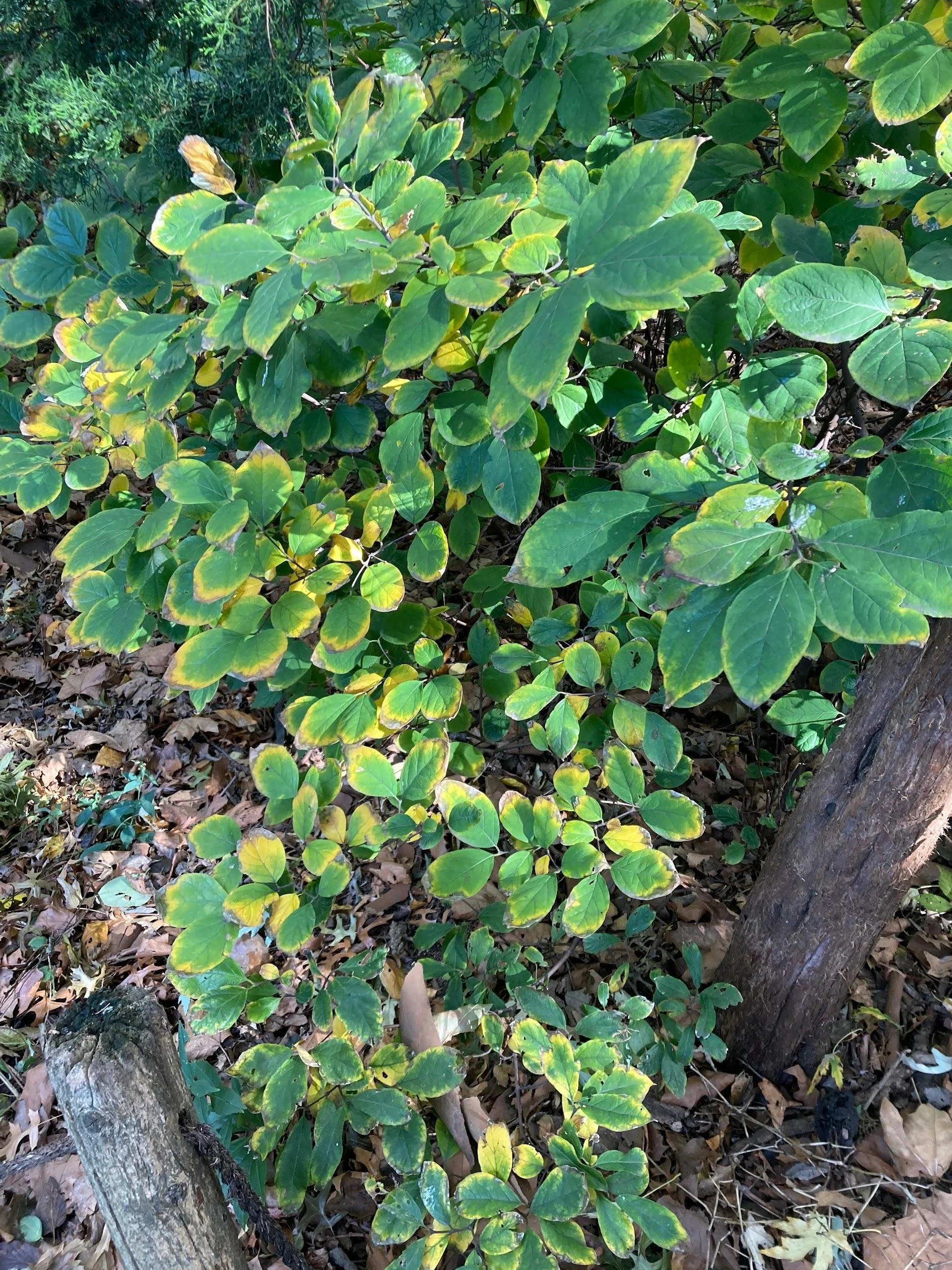 Carolina allspice (Calycanthus floridus)