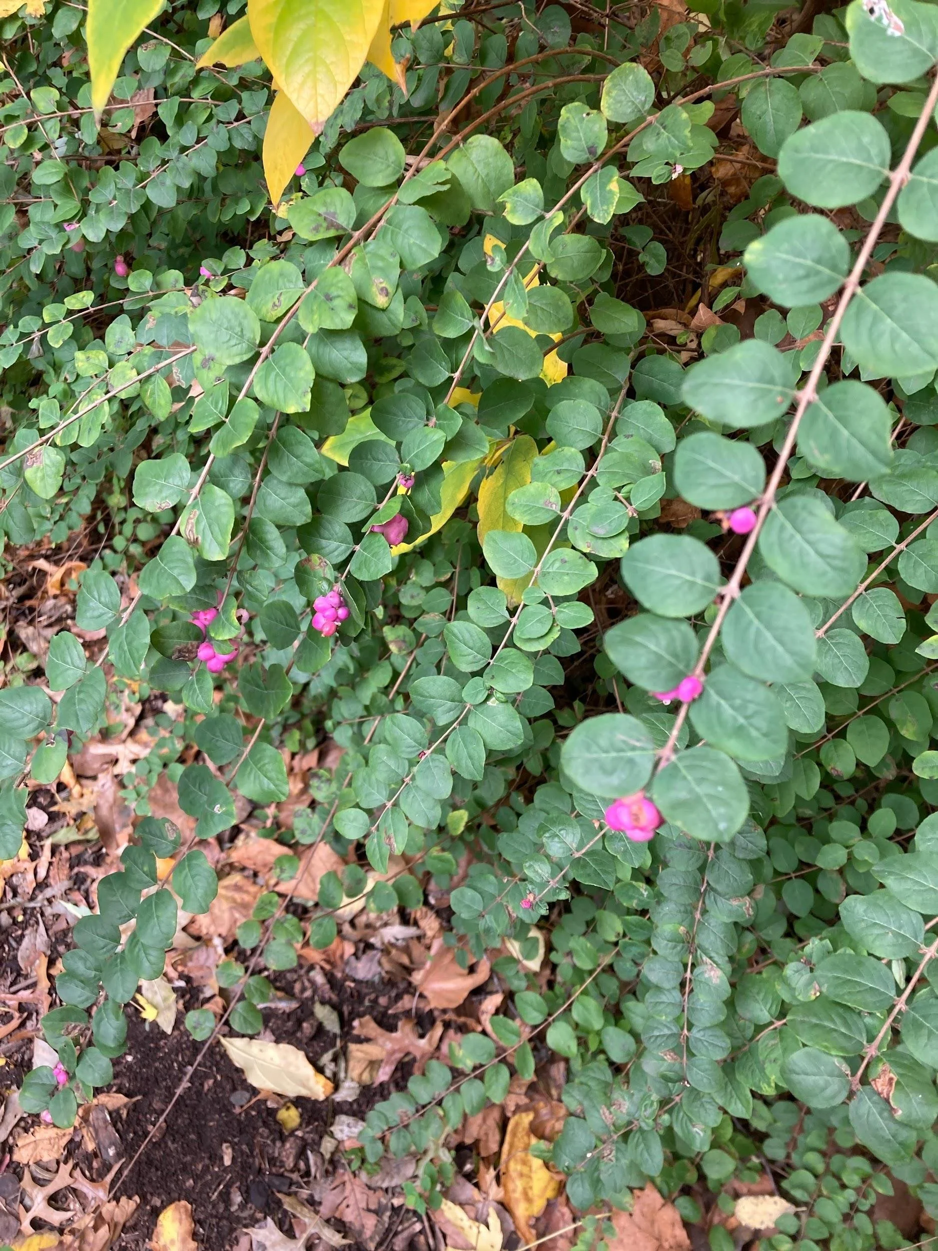 Pink snowberry (Symphoricarpos albus)