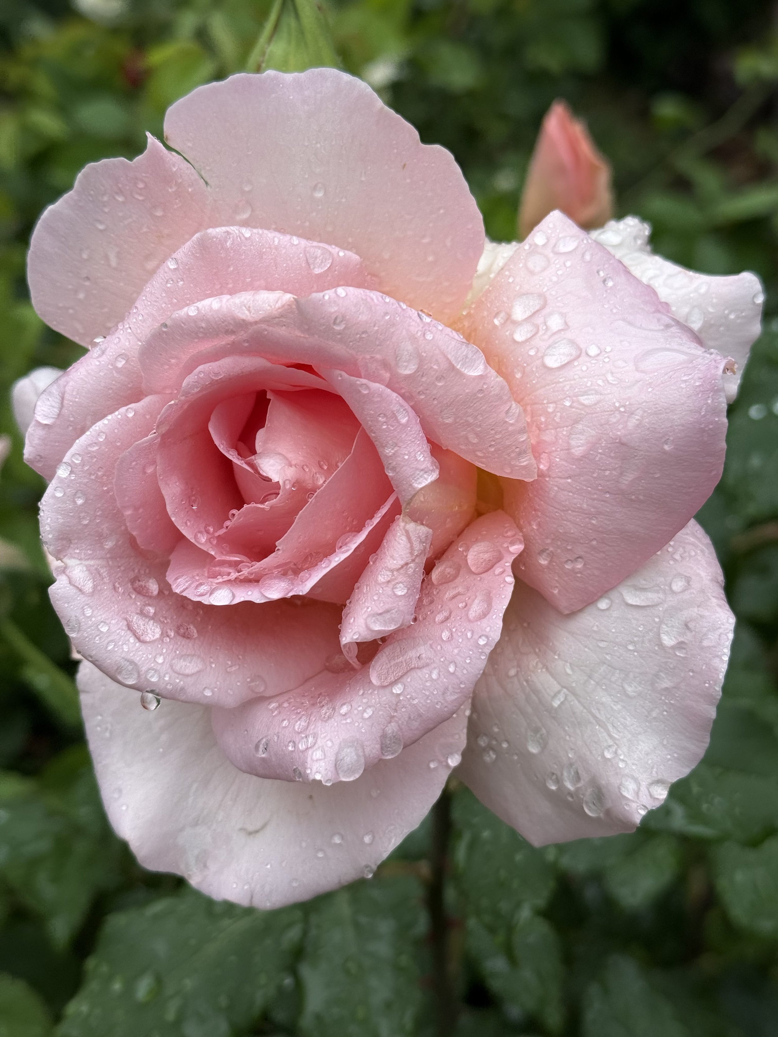 Hybrid modern rose