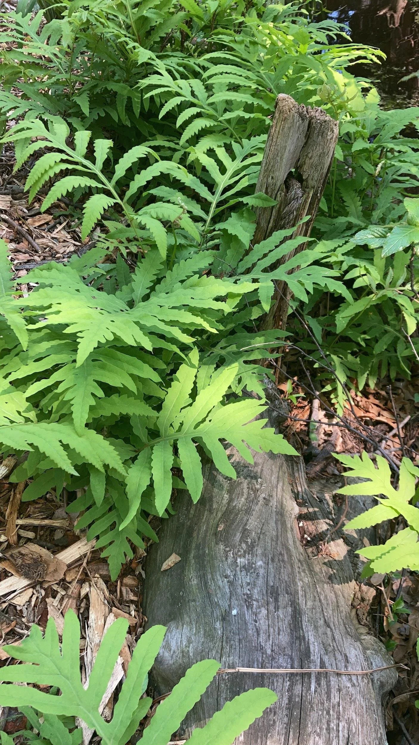 Sensitive fern (Onoclea sensibilis)