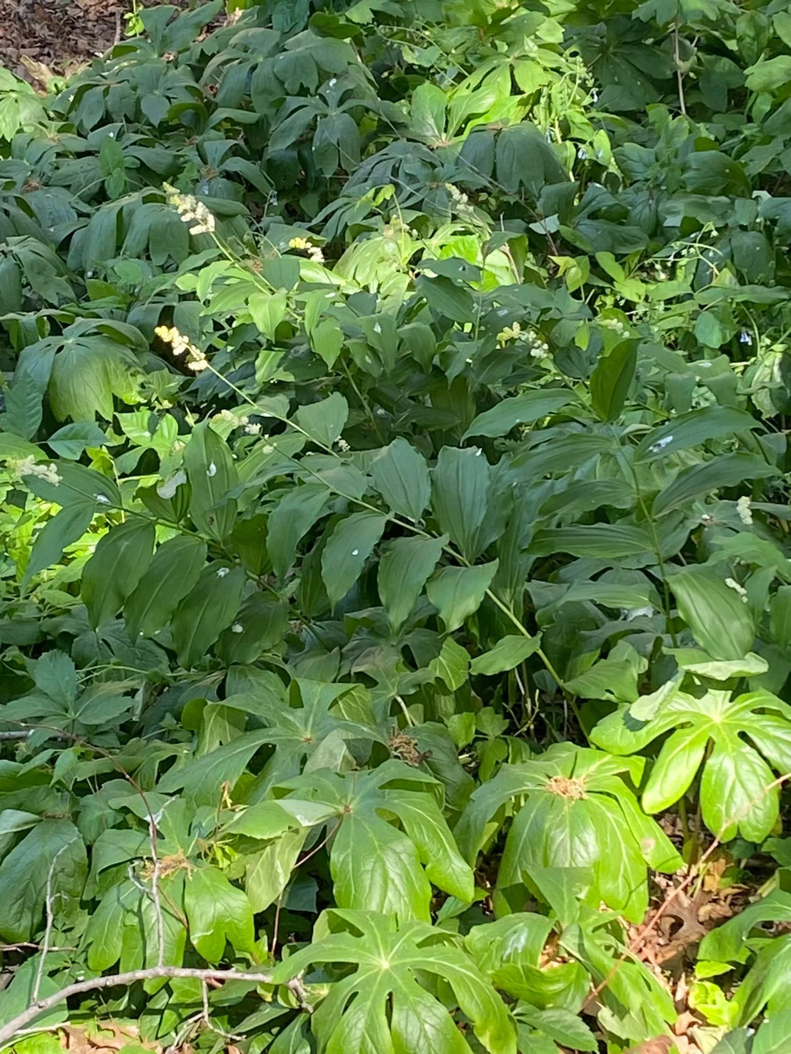 False Solomon’s Seal (Maianthemum racemosum) Mayapple (Podophyllum peltatum)