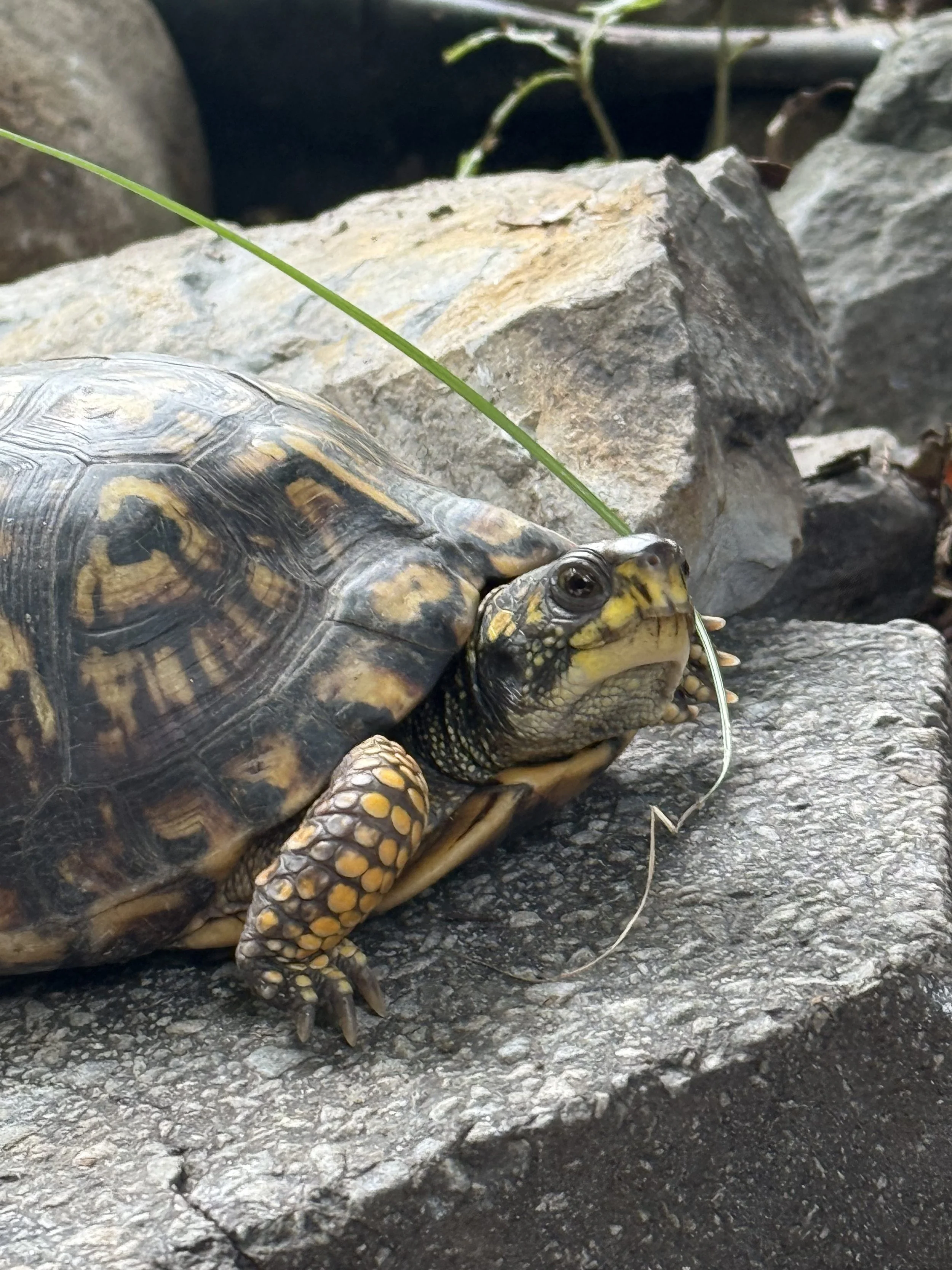 Eastern Box Turtle in the Wildlife Sanctuary 