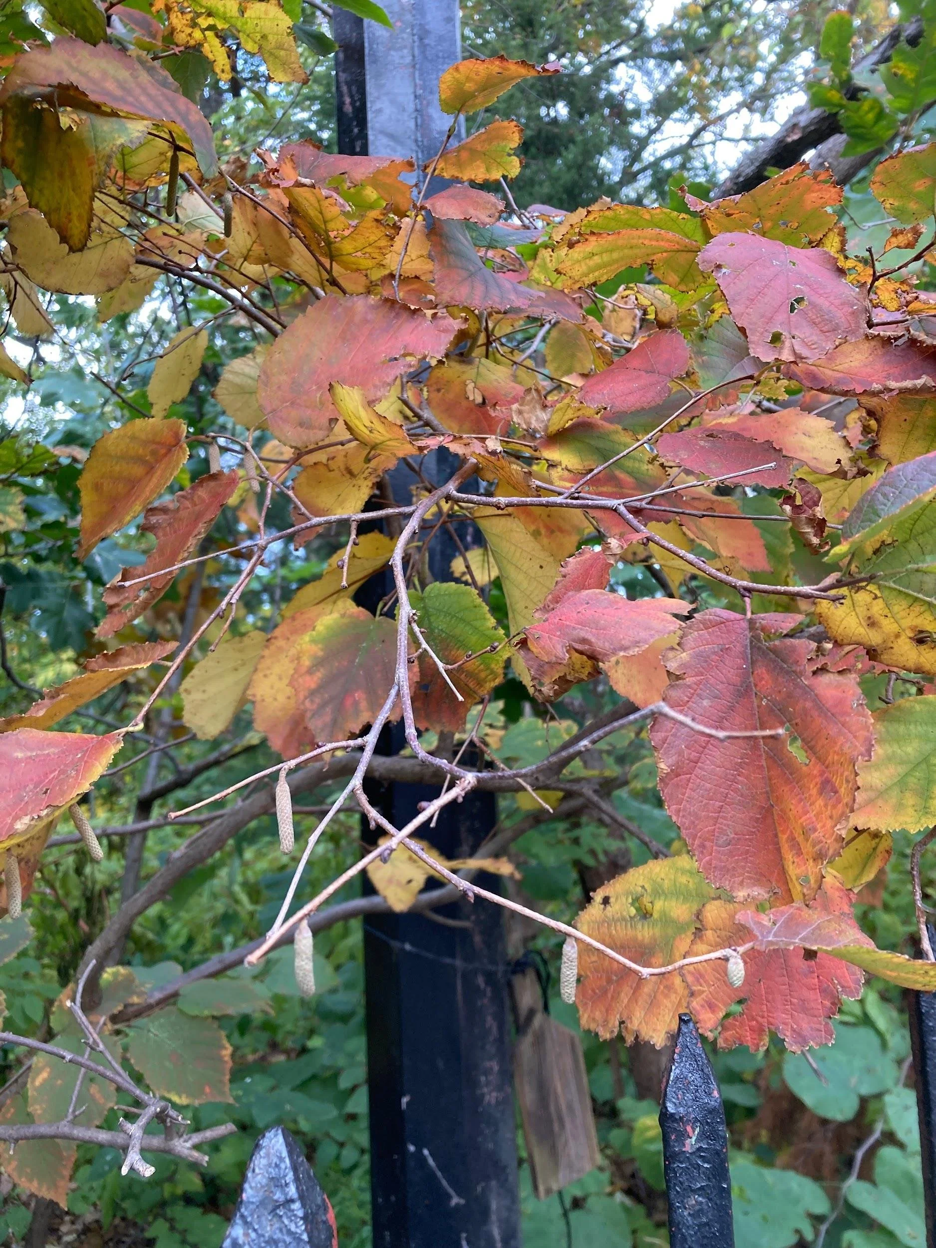 Filbert hazelnut tree (Corylus americana)