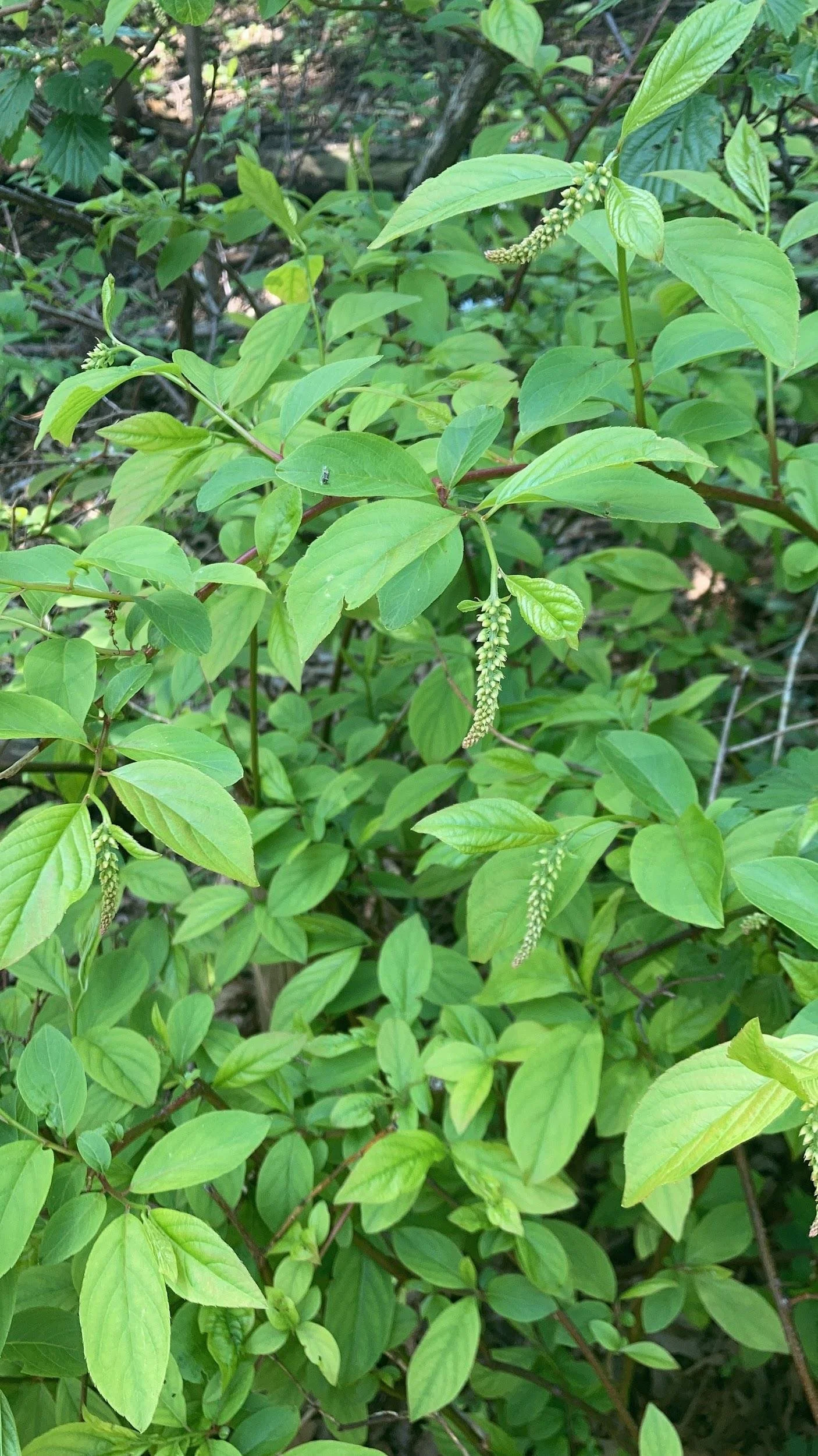 Virginia sweetspire (Itea virginica)