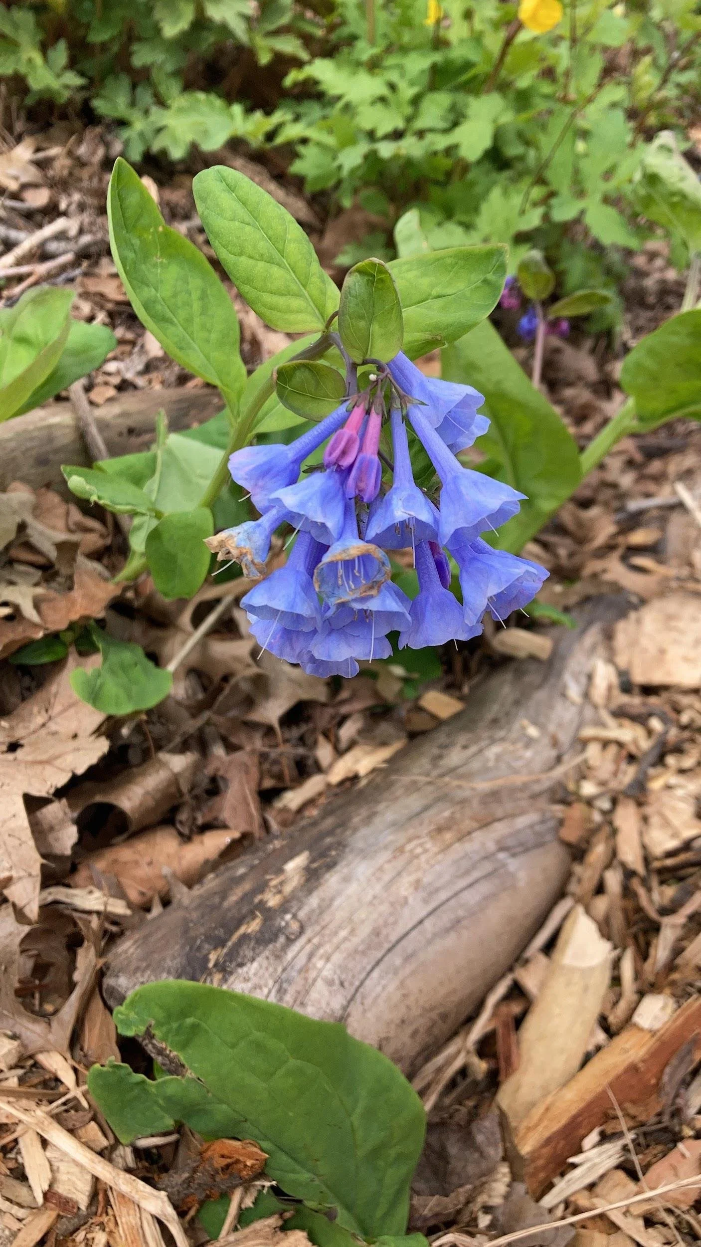 Virginia bluebells (Mertensia virginica)