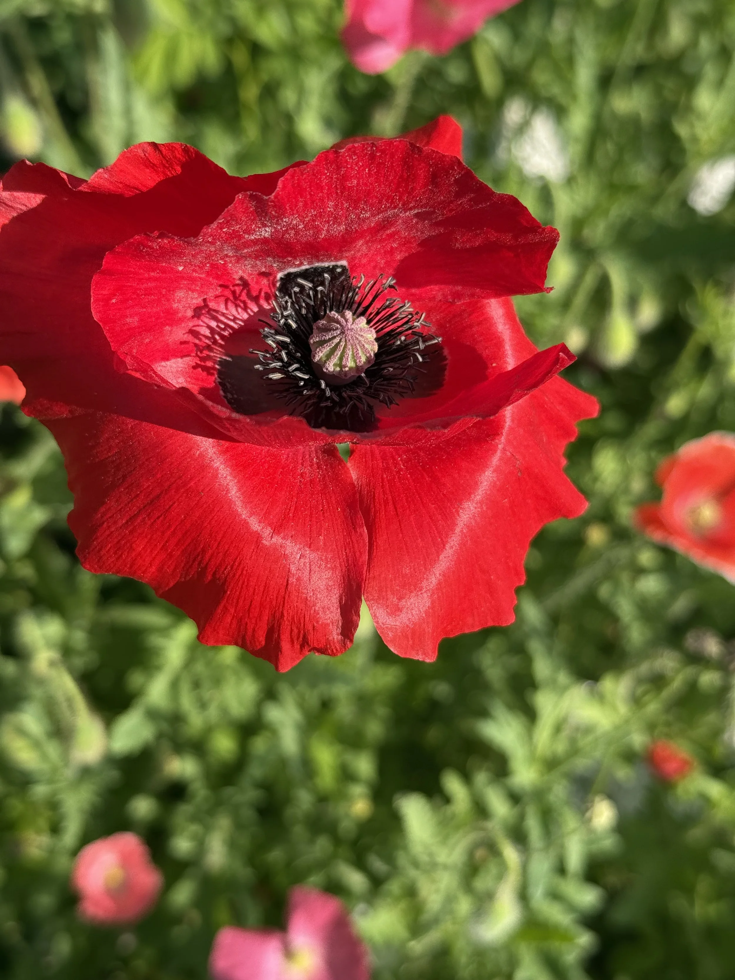 Poppies in the Sensory garden in full bloom