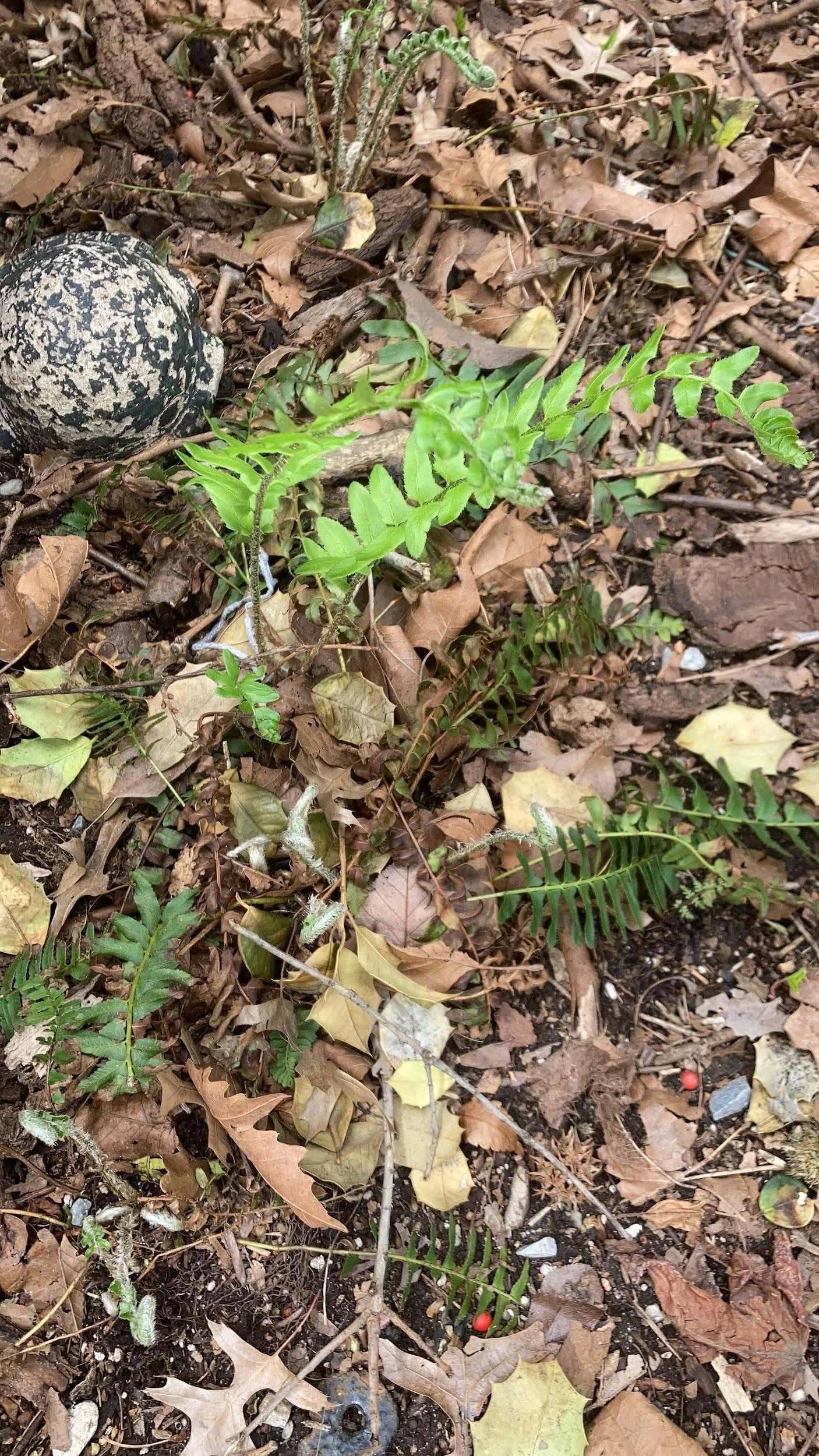Christmas fern (Polystichum acrostichoides)