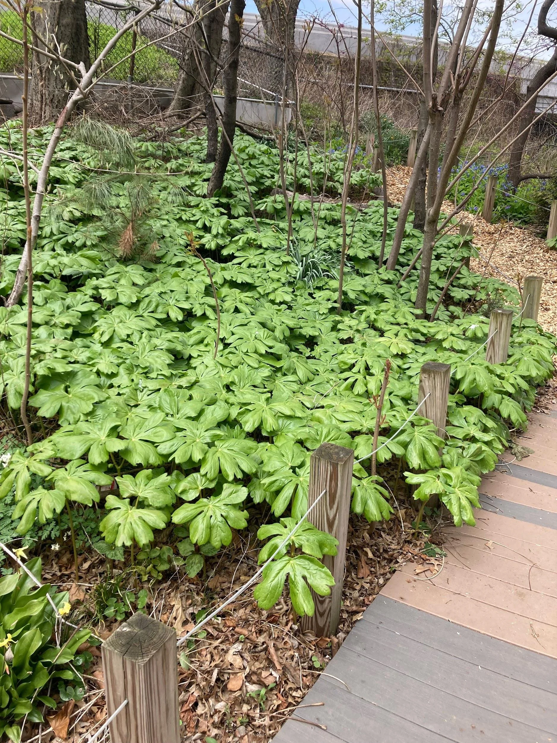 Mayapple (Podophyllum peltatum)