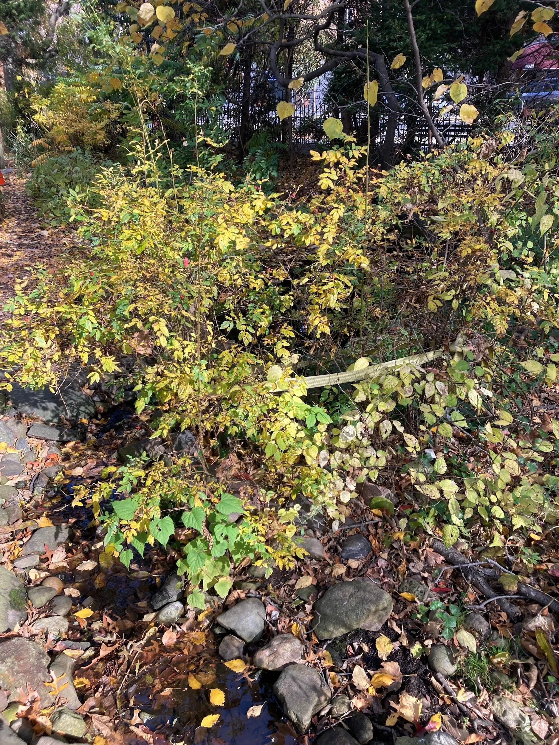 Native wild rose (Rosa virginiana)