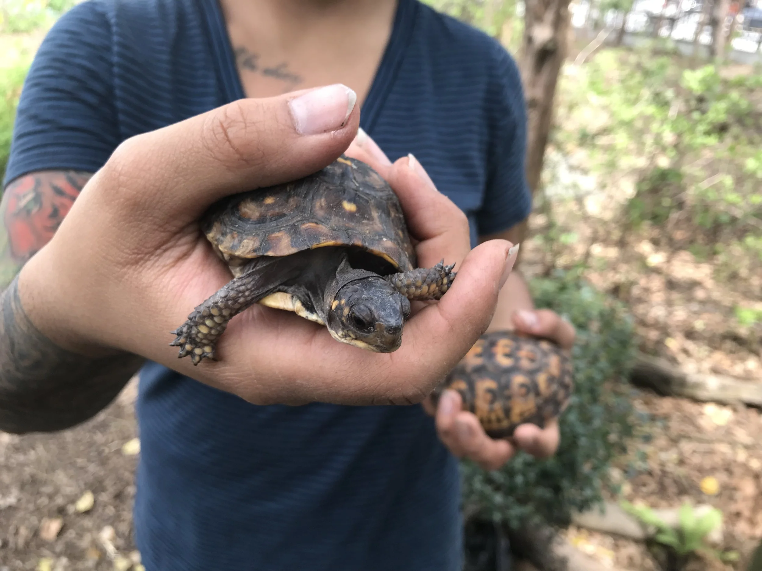 Volunteer holding juvenile box turtle
