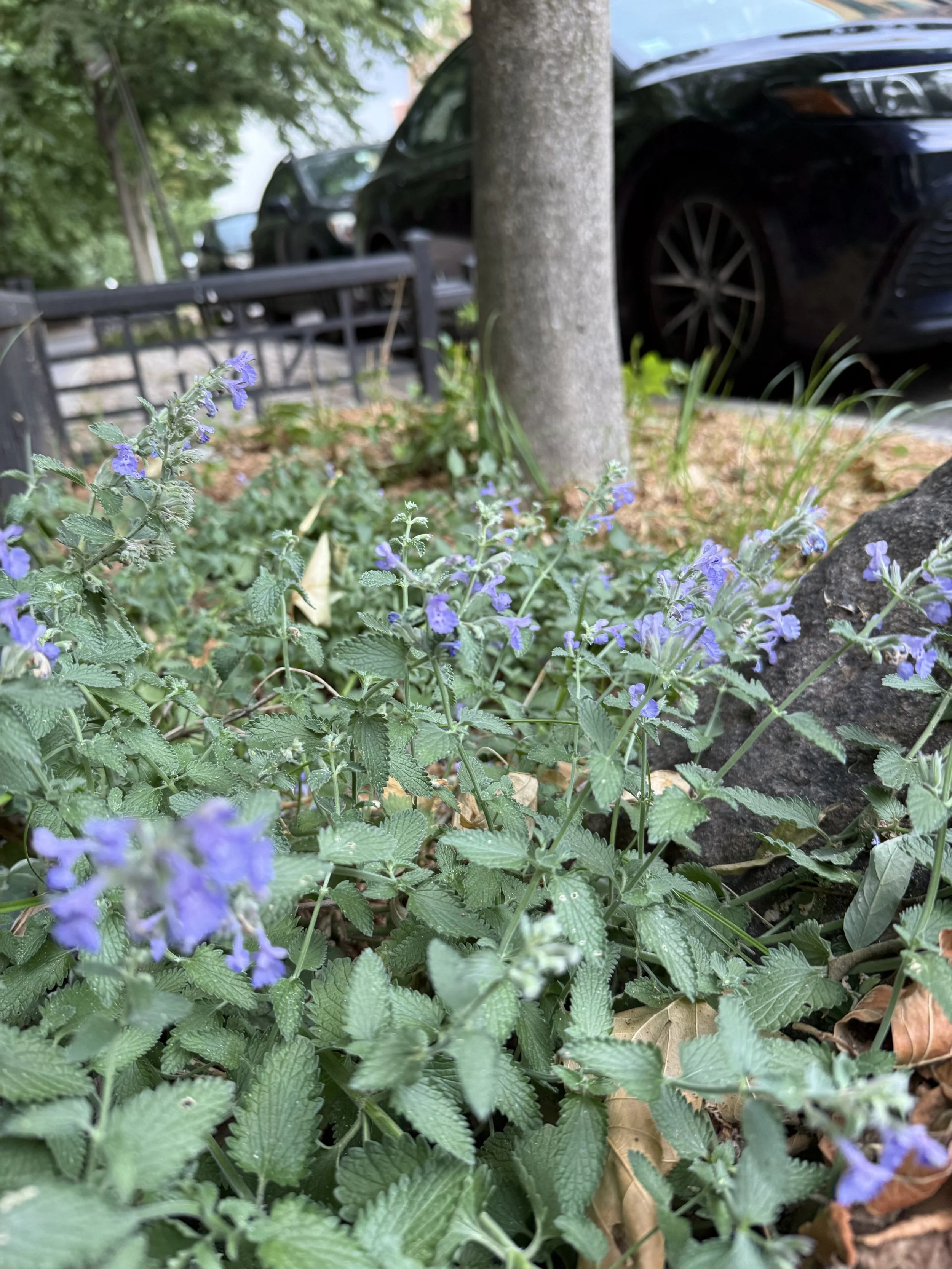  Walker’s Low Catmint (Nepeta × faassenii ‘Walker’s Low’)