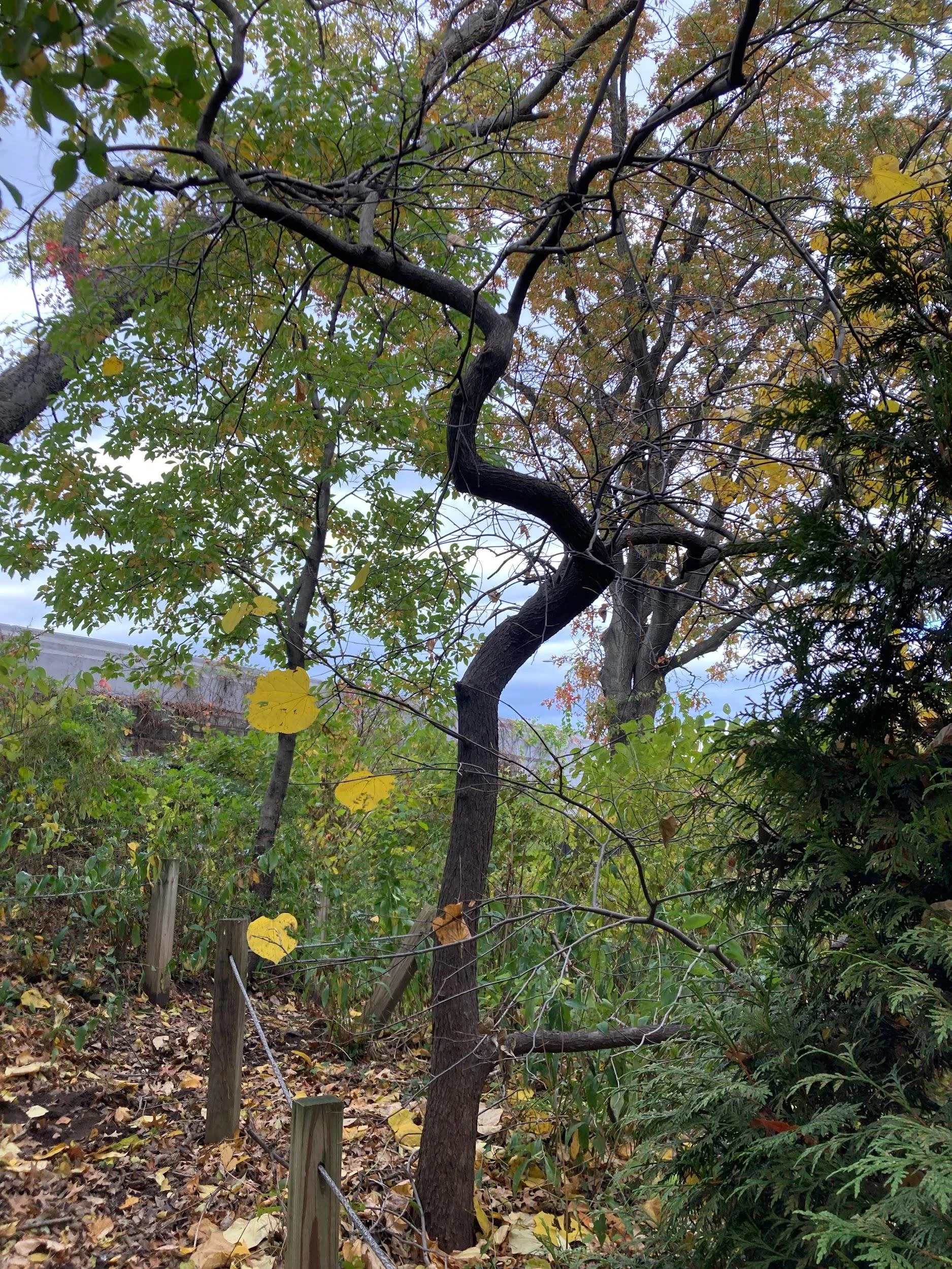 Eastern redbud (Cercis canadensis)