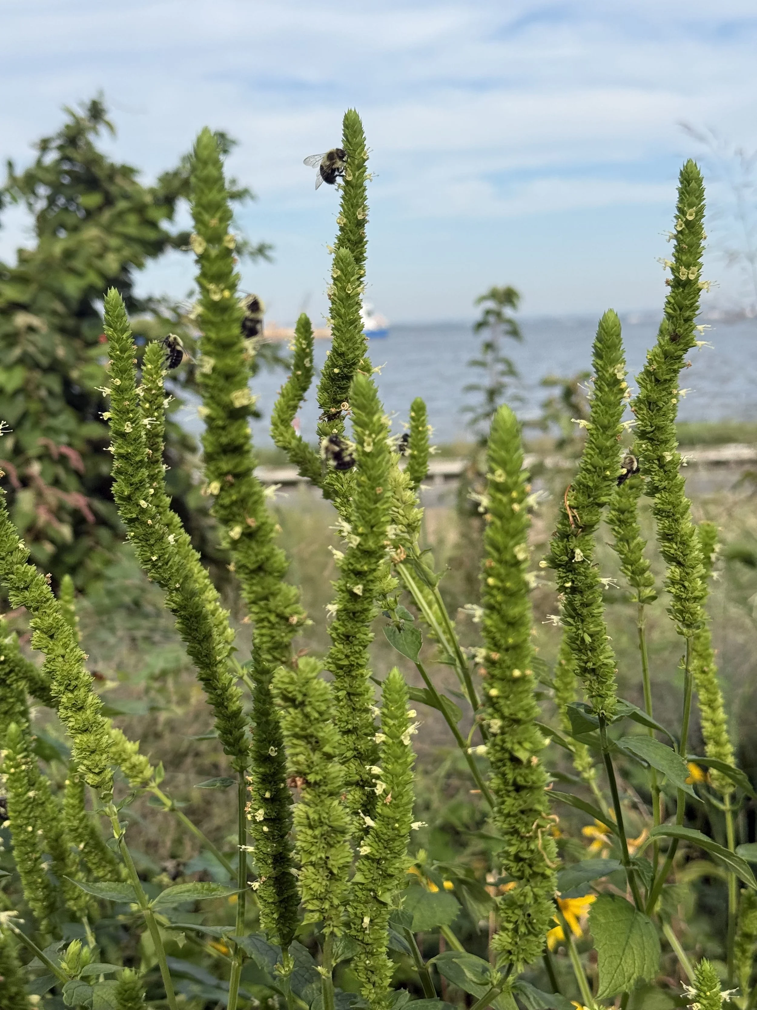 Giant Hyssop covered in bumblebees