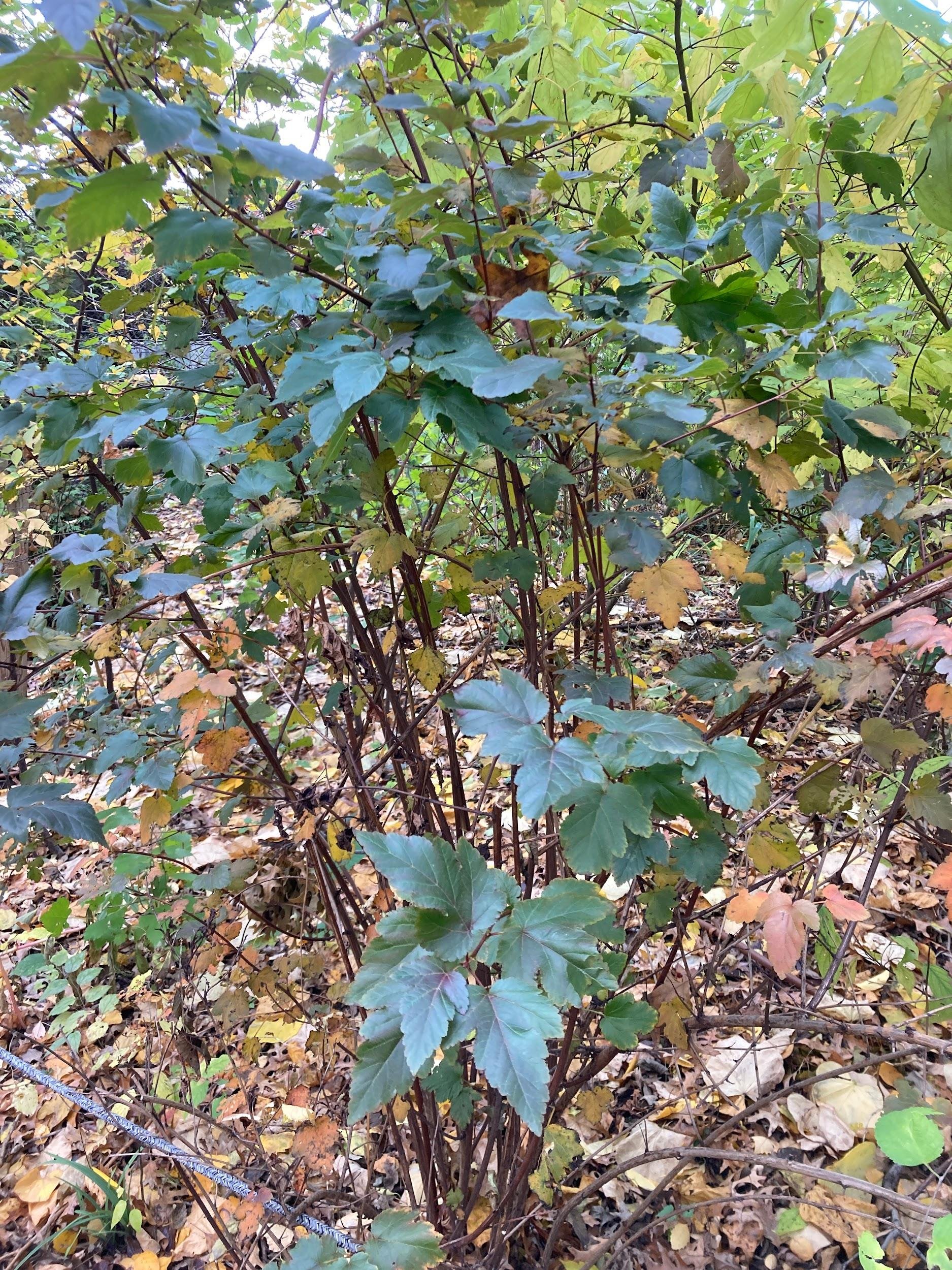 Ninebark (Physocarpus opulifolius)