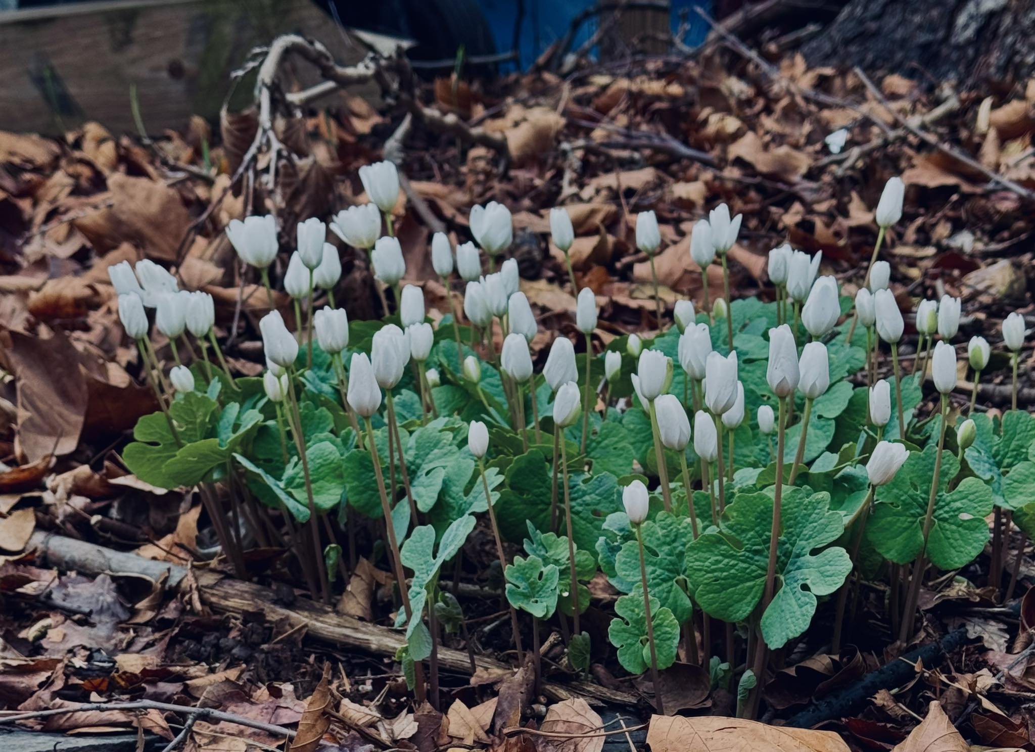 Bloodroot (Sanguinaria canadensis)