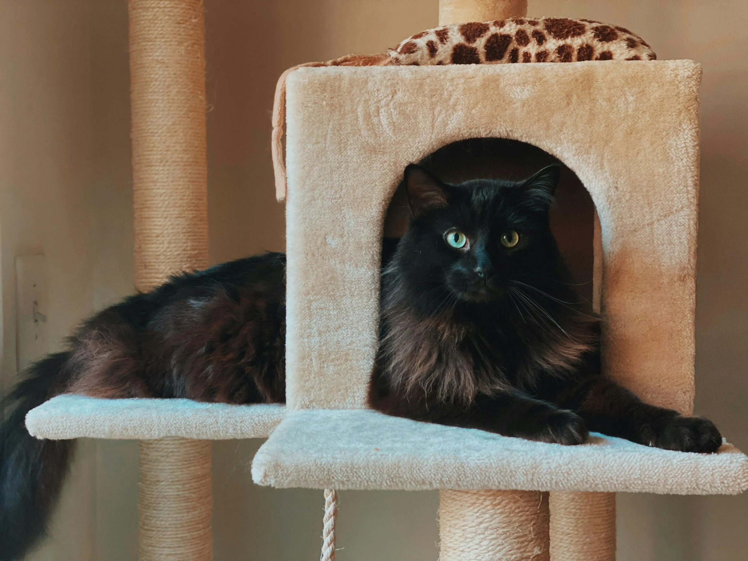 cat relaxing on wooden climbing furniture and a plush bed in a Portland multi-cat household.