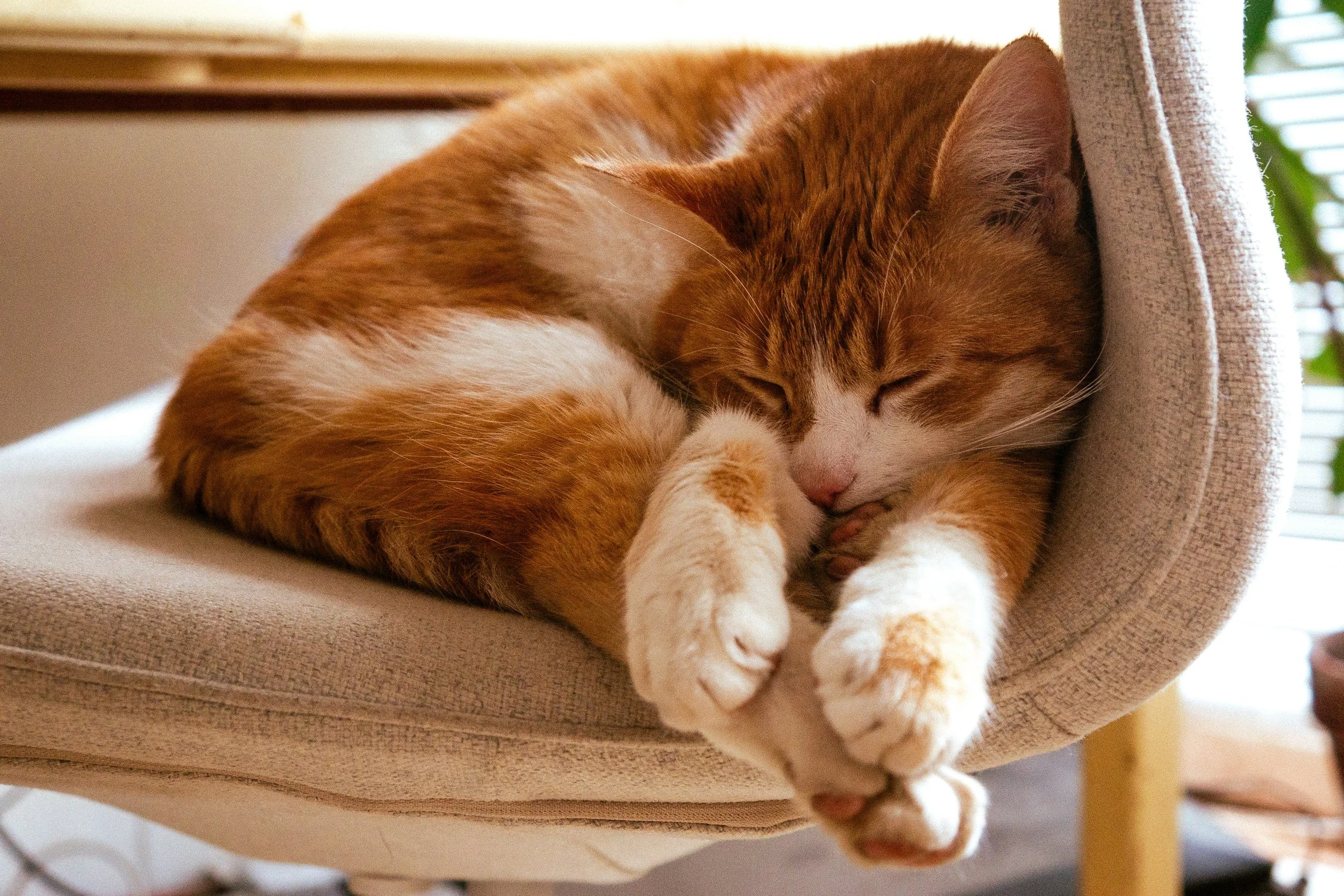 Orange and white tabby cat sleeping curled up on a beige chair in the sunlight in a Portland home.