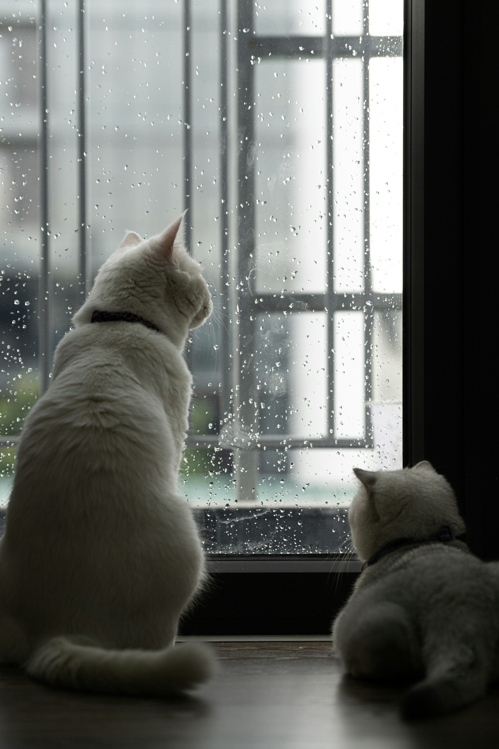 Two white cats looking safely outside through a custom window catio installation in Portland.