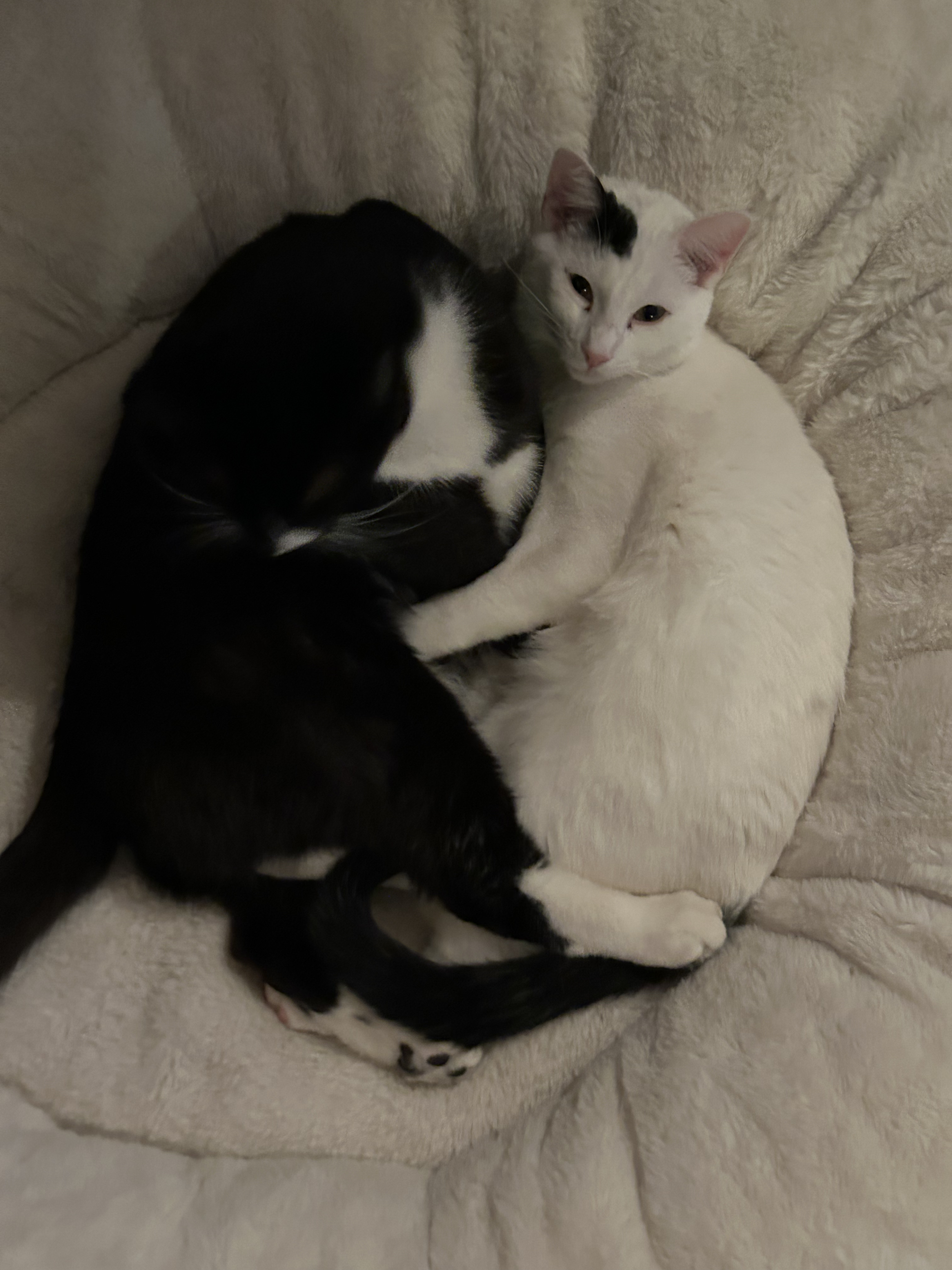 Two cats sleeping deeply indoors after active play in their custom outdoor catio enclosure in Portland.