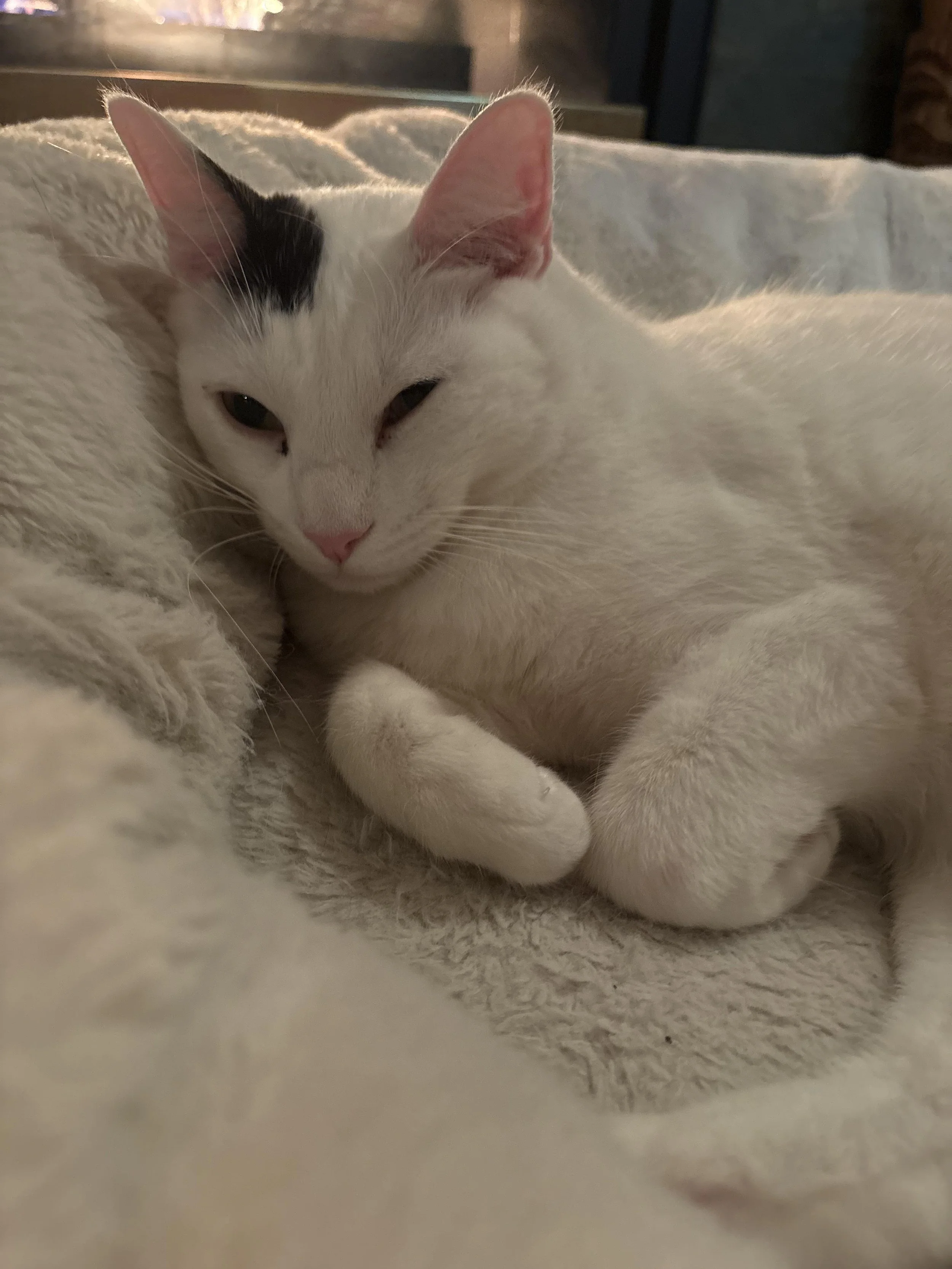White cat with black markings resting comfortably on a soft bed in a Portland home
