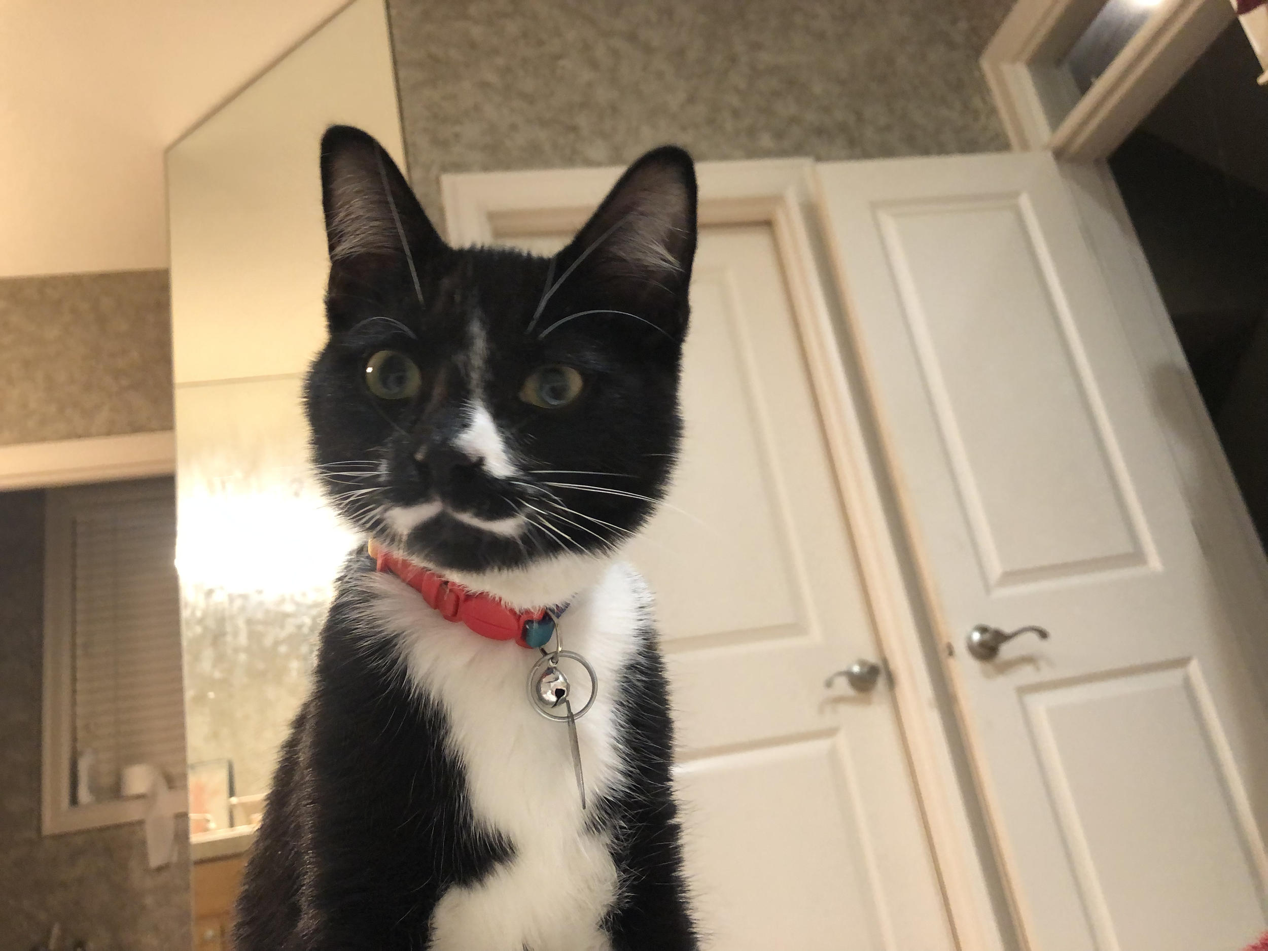 tuxedo cat looking at Portland catio construction