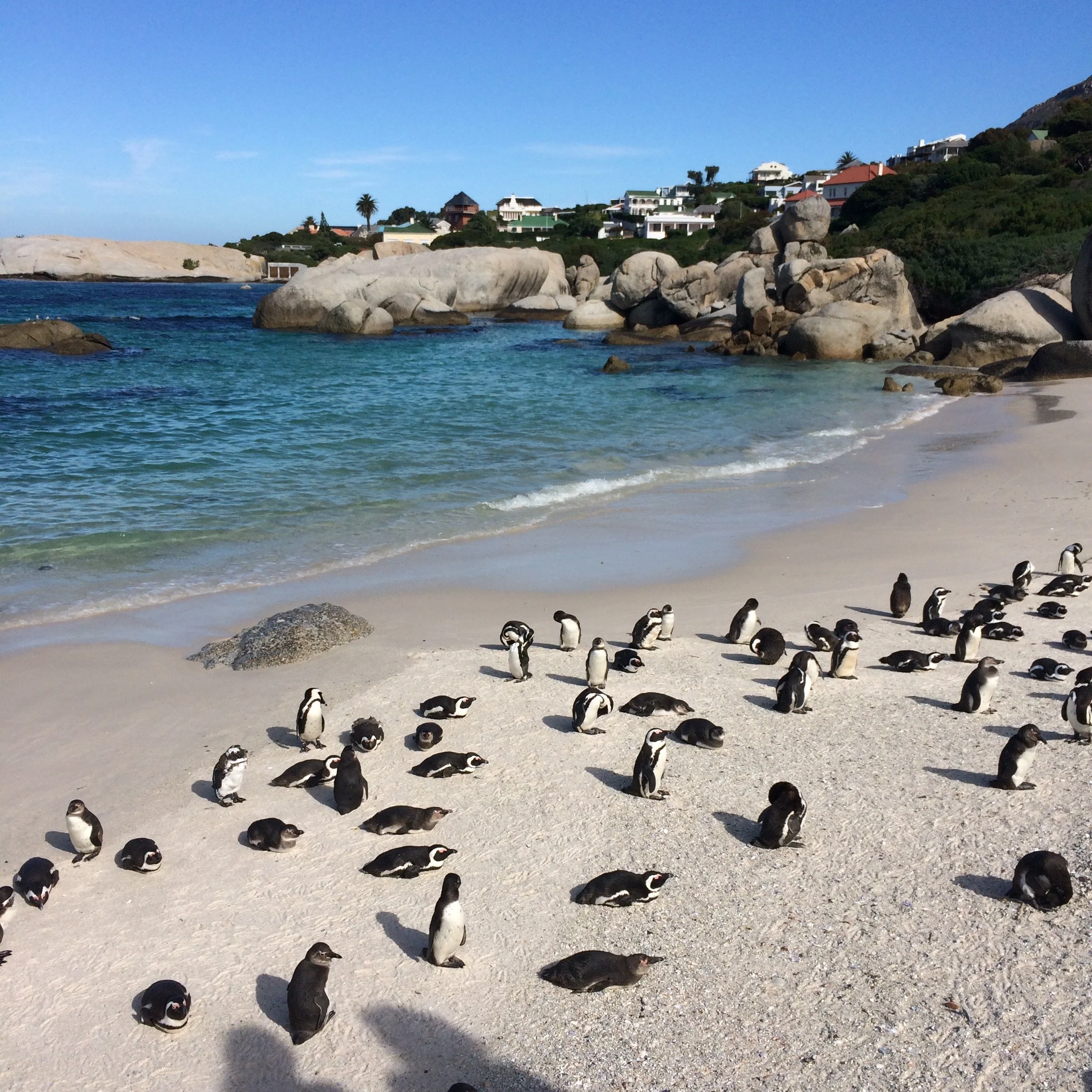 BOULDERS BEACH, SOUTH AFRICA 